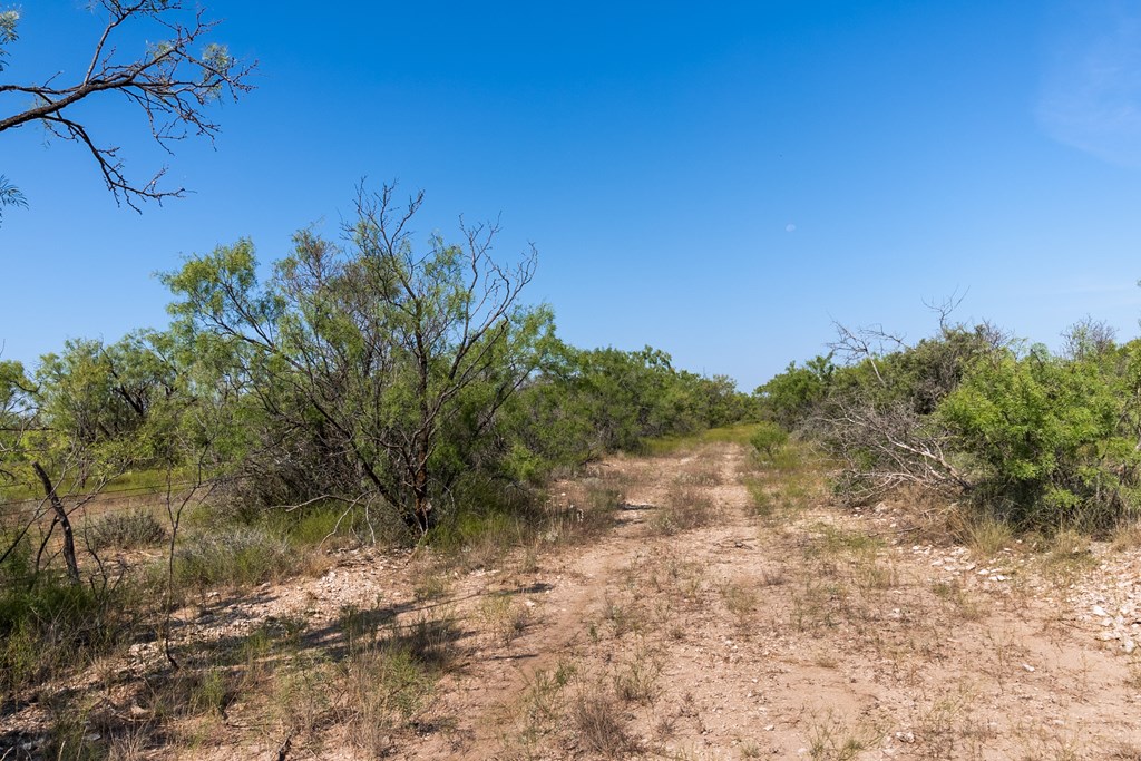 2280 County Road 4606 Paint Rock, TX 76866 - Photo 33 of 55 a view of a yard with a tree