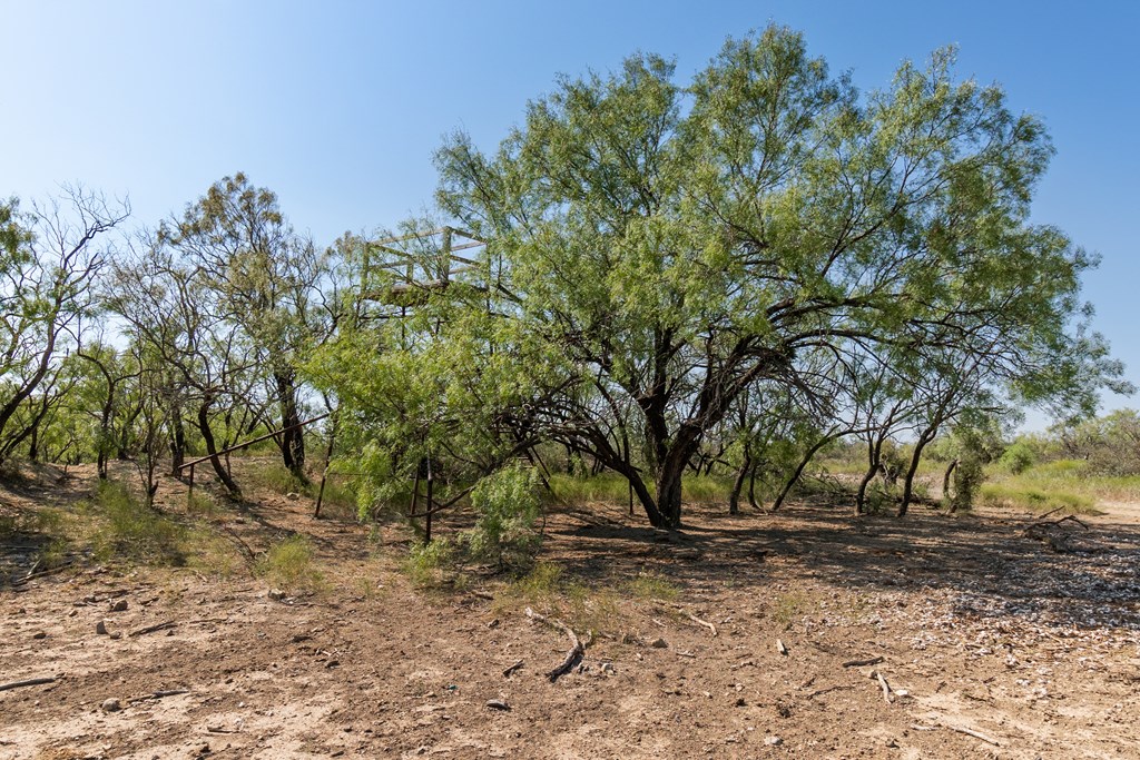 2280 County Road 4606 Paint Rock, TX 76866 - Photo 39 of 55 a view of a yard with a tree