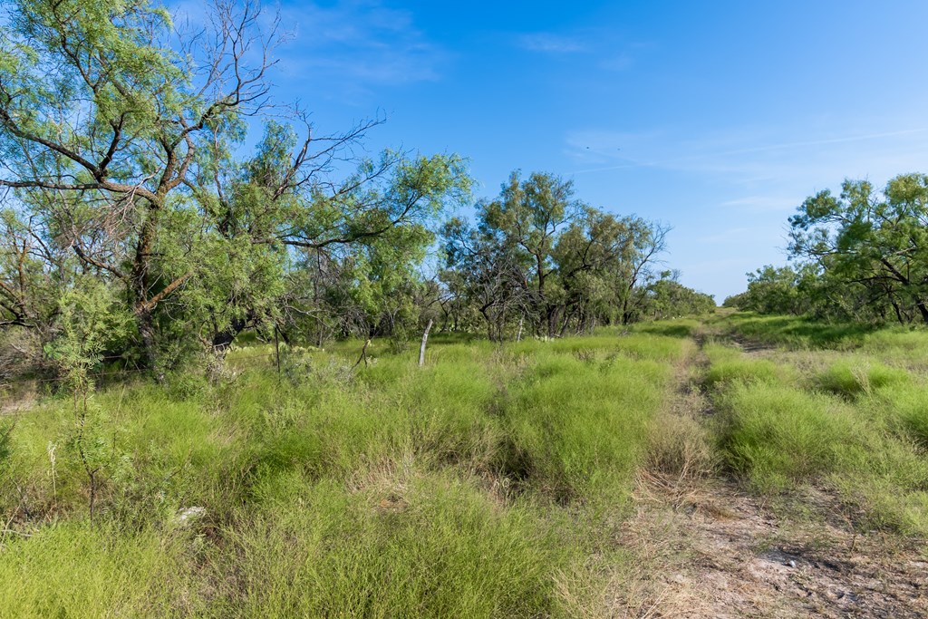 2280 County Road 4606 Paint Rock, TX 76866 - Photo 4 of 55 a view of a garden