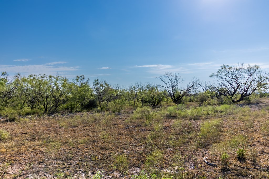 2280 County Road 4606 Paint Rock, TX 76866 - Photo 5 of 55 a view of a field with trees in background