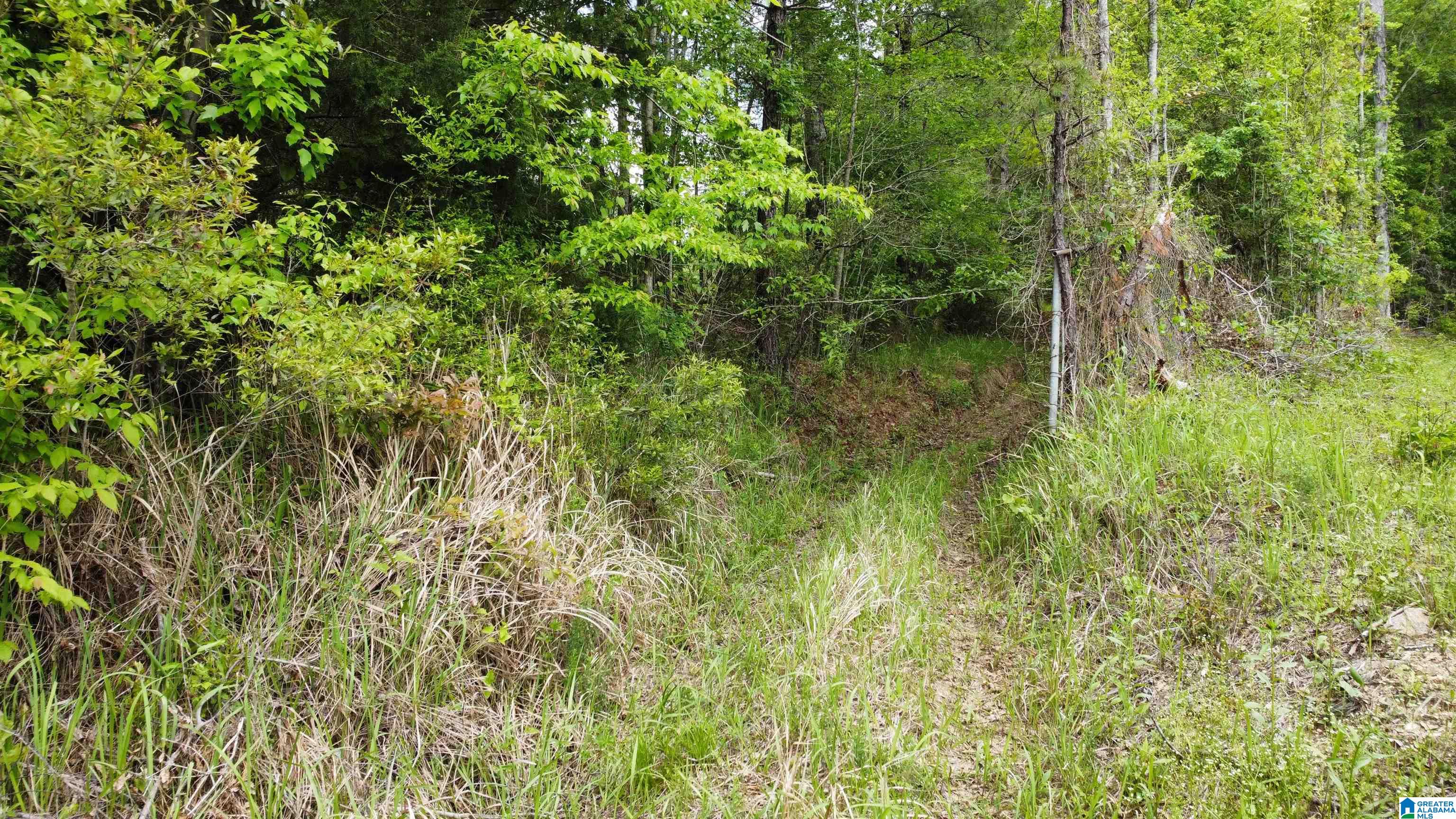 0 County Road 44 Linden, AL 36748 - Photo 25 of 48