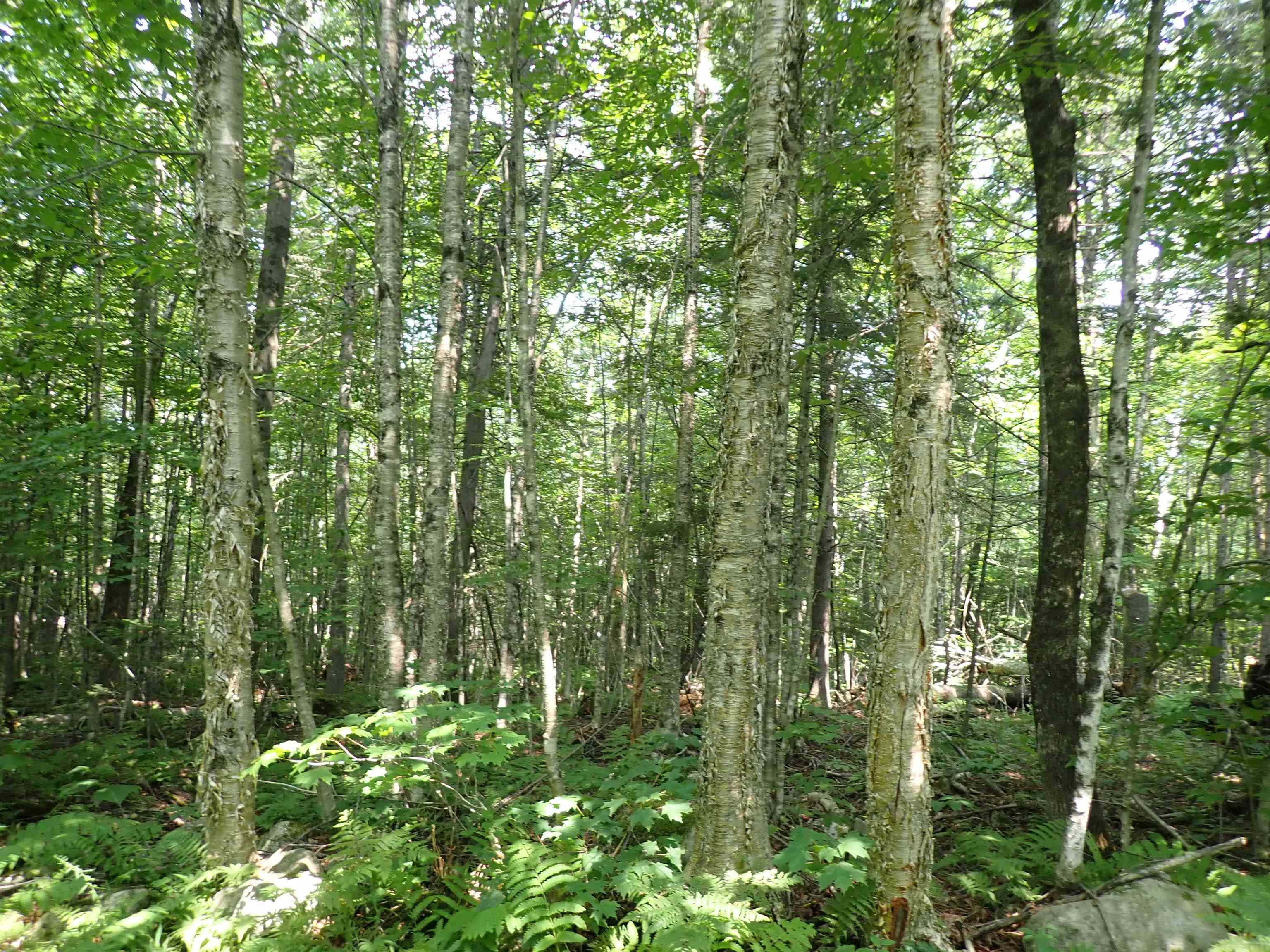 72 Levi Pond Road Groton, VT 05046 - Photo 10 of 16 Gallery Image 10