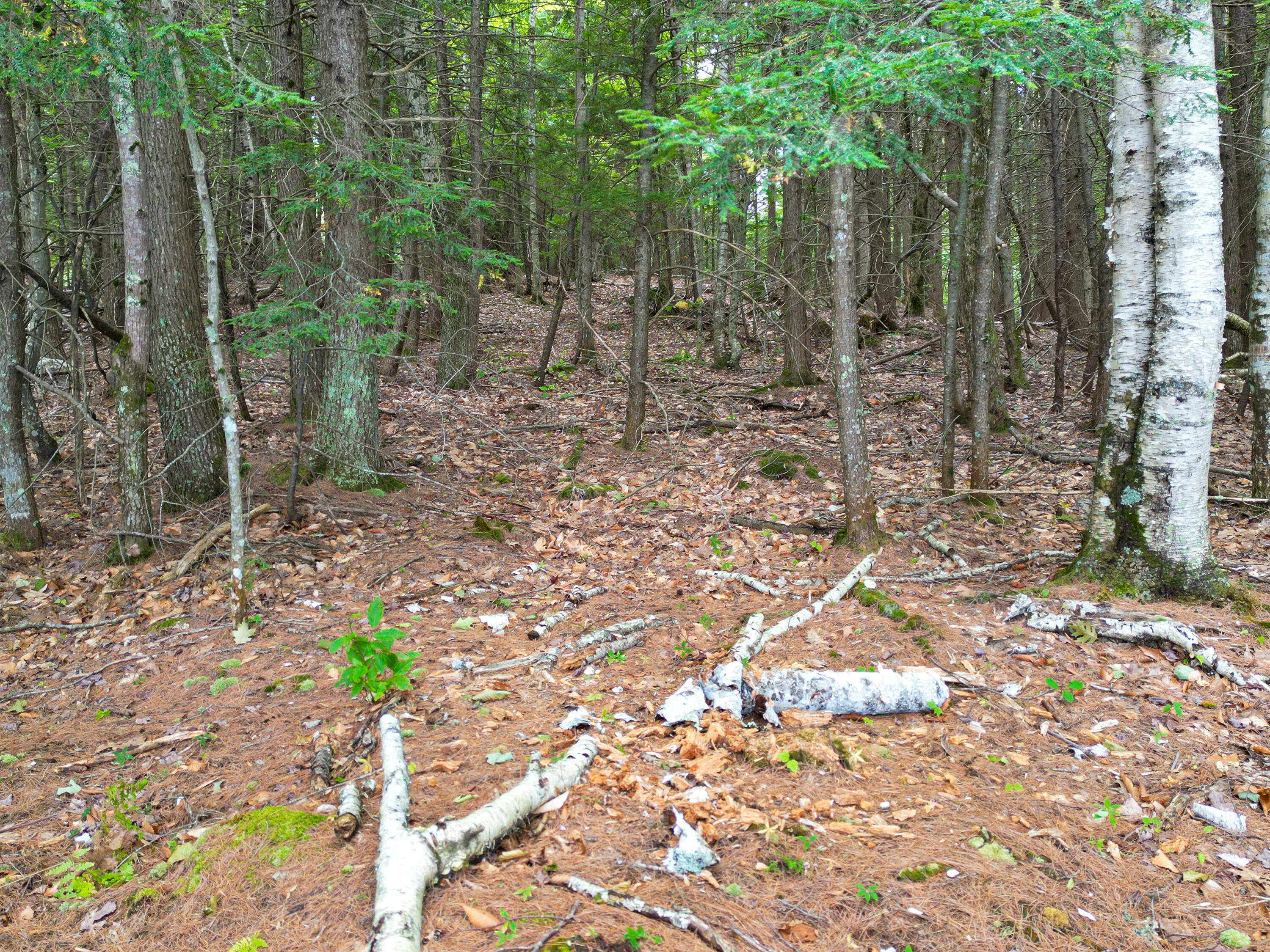 0 Osprey Point Belgrade, ME 04917 - Photo 19 of 23 110181gr-112