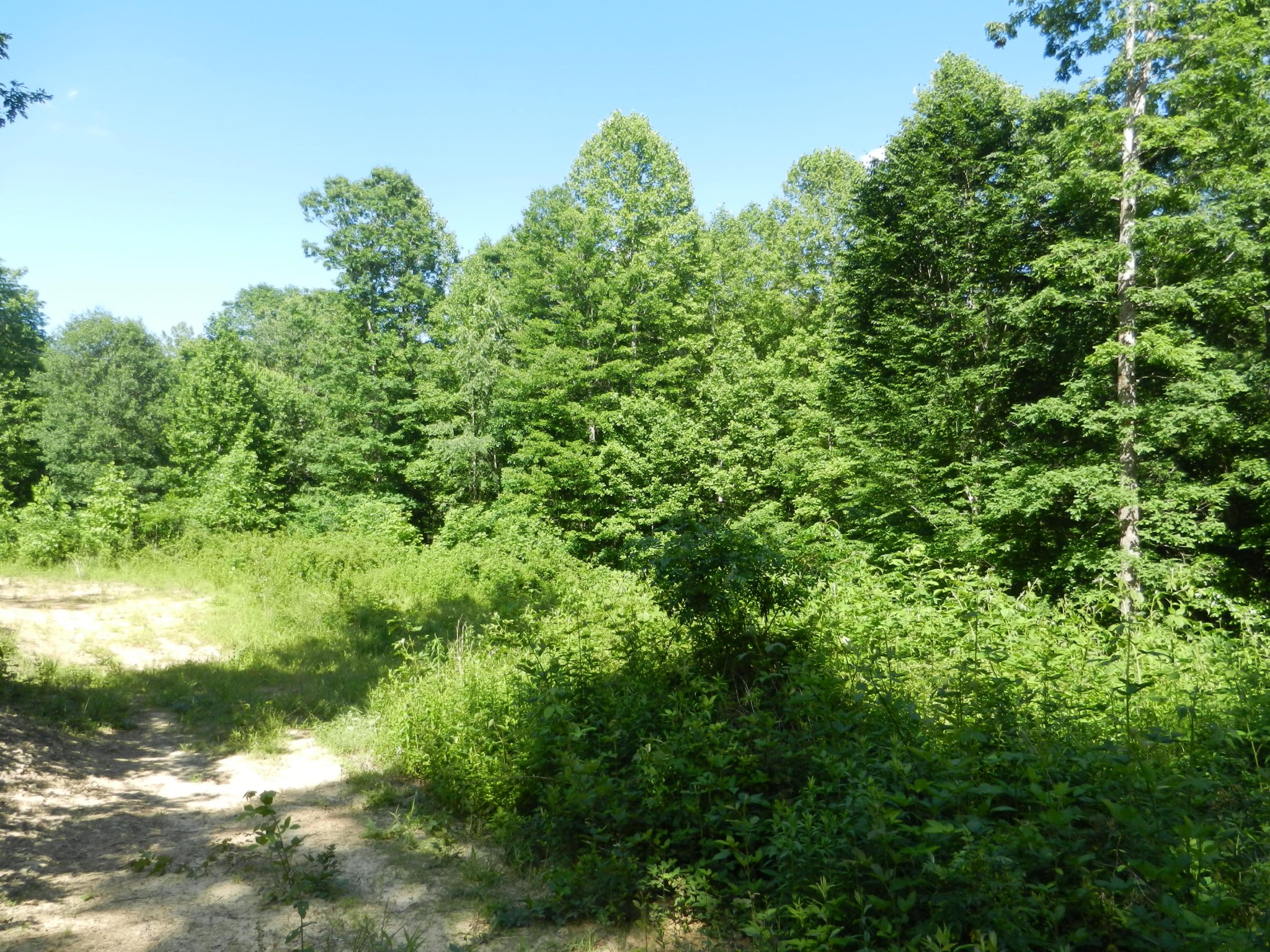 0 Litton Road Oneida, TN 37841 - Photo 12 of 25 a view of a yard with plants and a tree