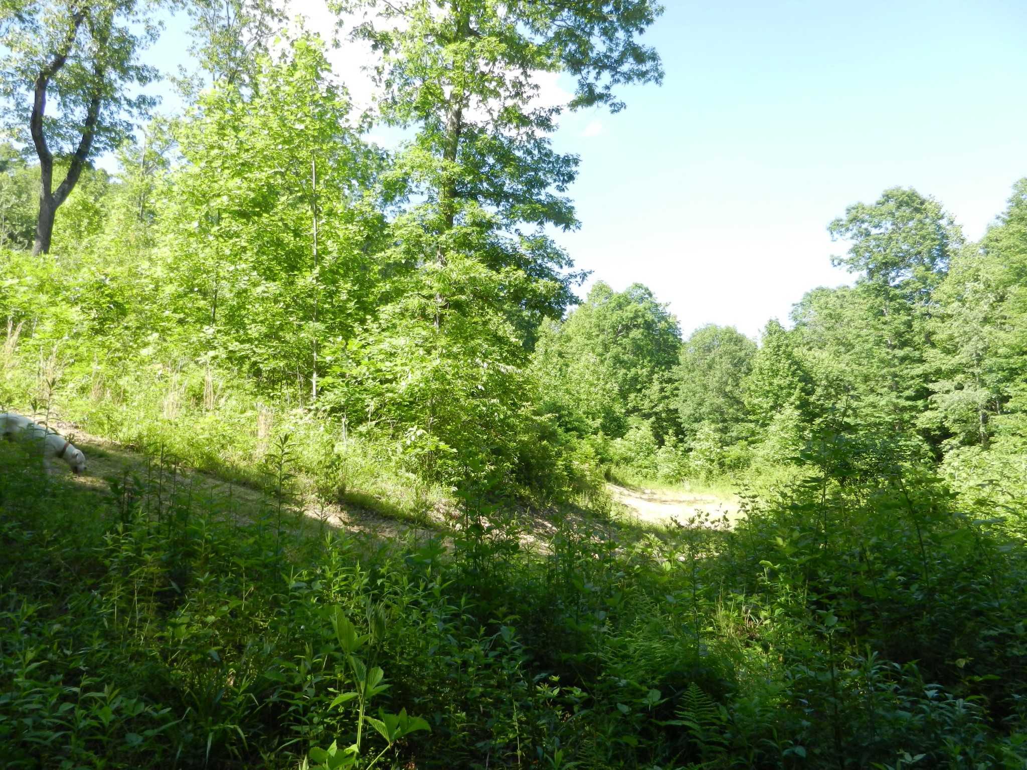0 Litton Road Oneida, TN 37841 - Photo 14 of 25 a view of a lush green forest