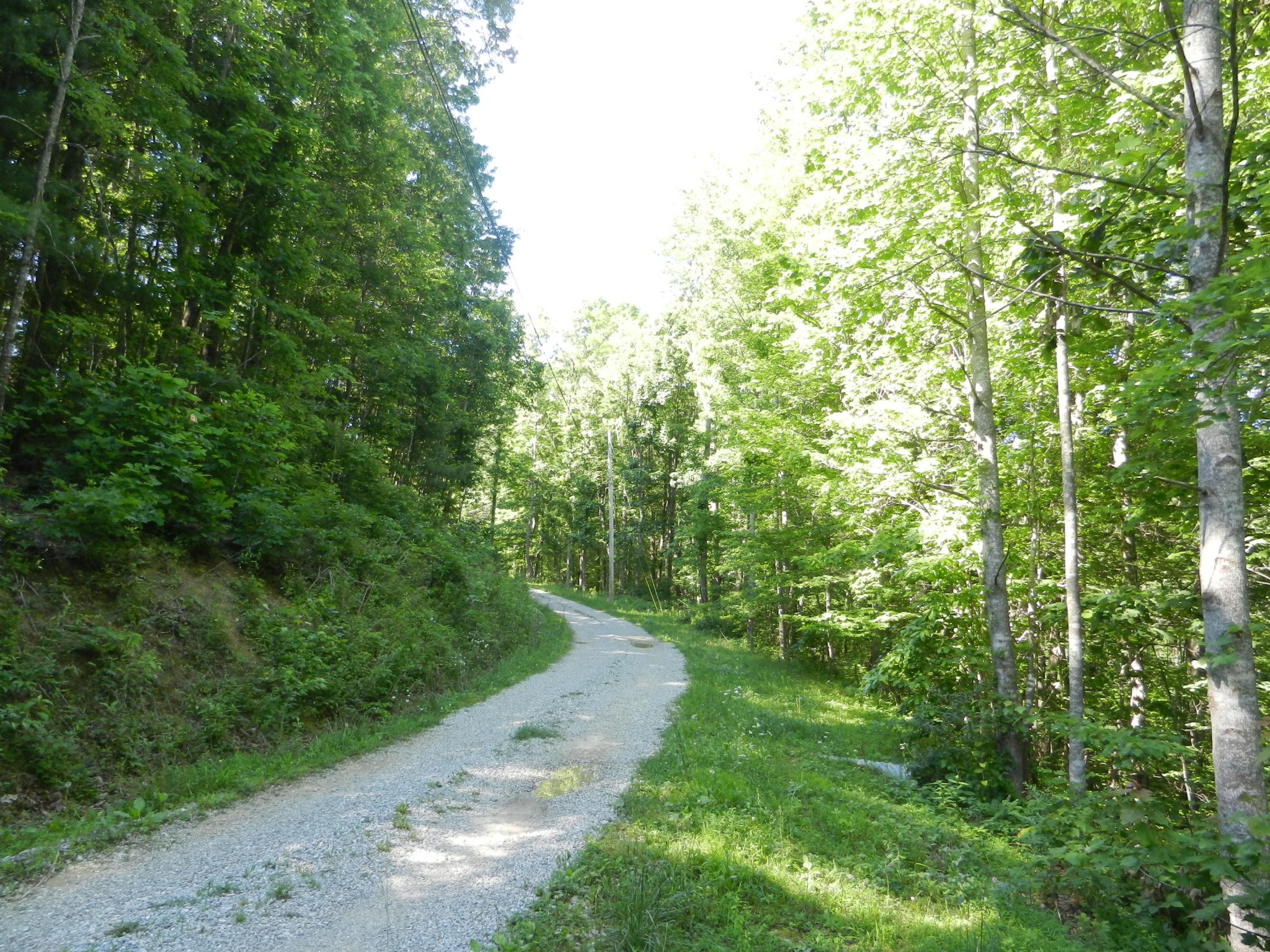 0 Litton Road Oneida, TN 37841 - Photo 25 of 25 a view of a forest with trees