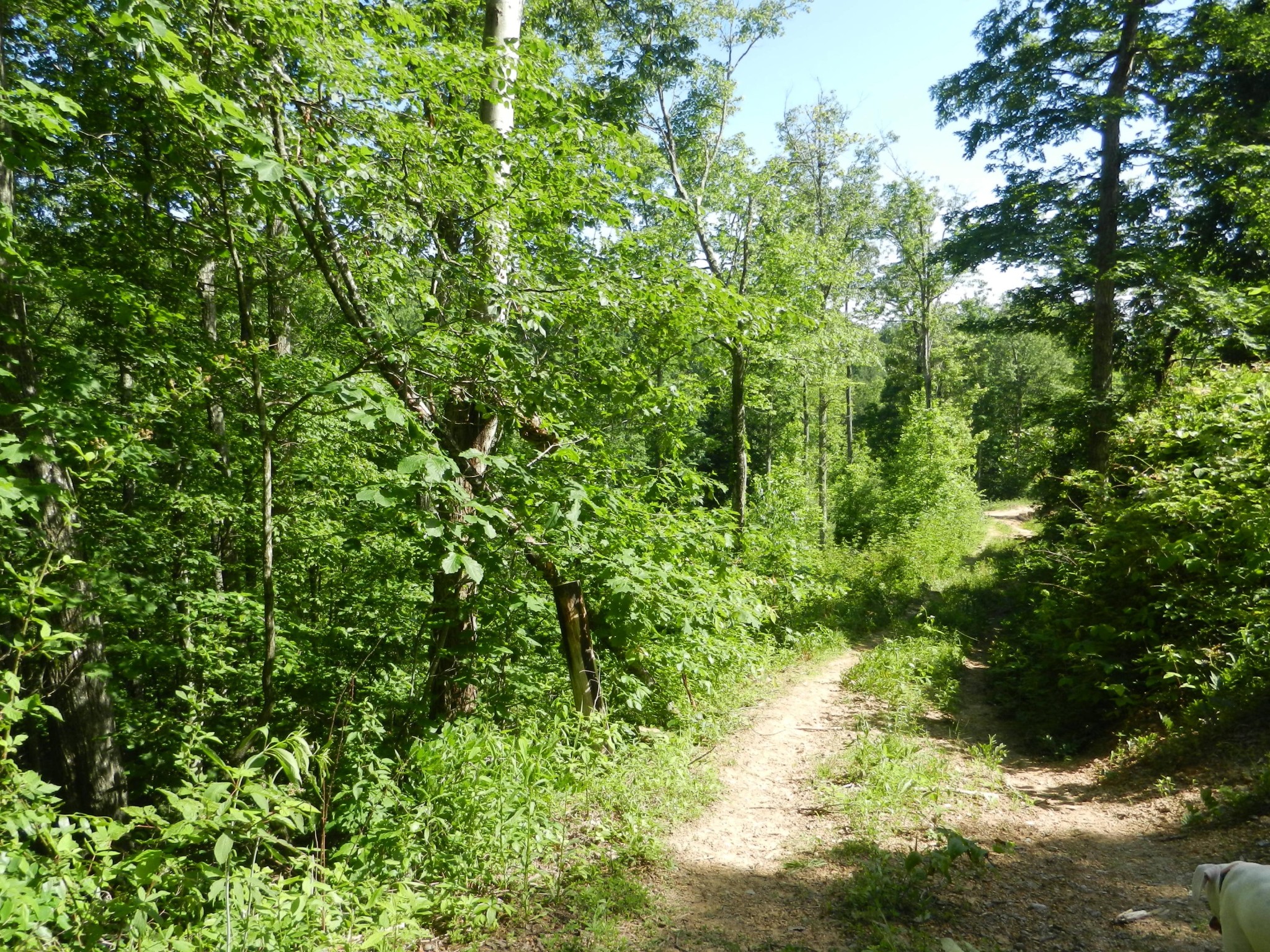 0 Litton Road Oneida, TN 37841 - Photo 3 of 25 a view of a lush green forest with lots of trees