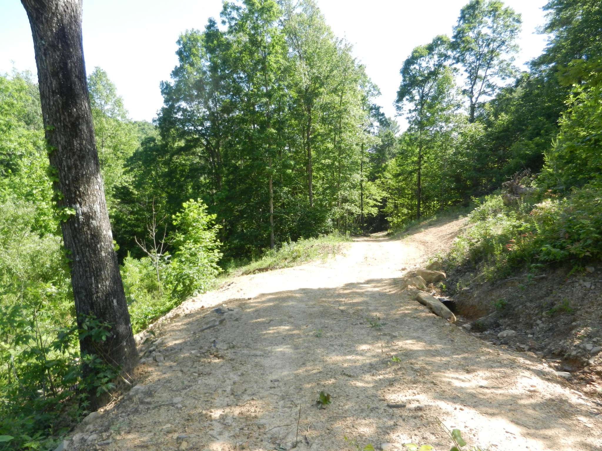 0 Litton Road Oneida, TN 37841 - Photo 7 of 25 a view of a yard with plants and a large tree