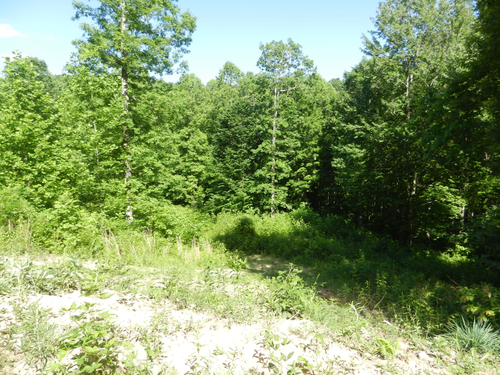 0 Litton Road Oneida, TN 37841 - Photo 8 of 25 a view of a garden
