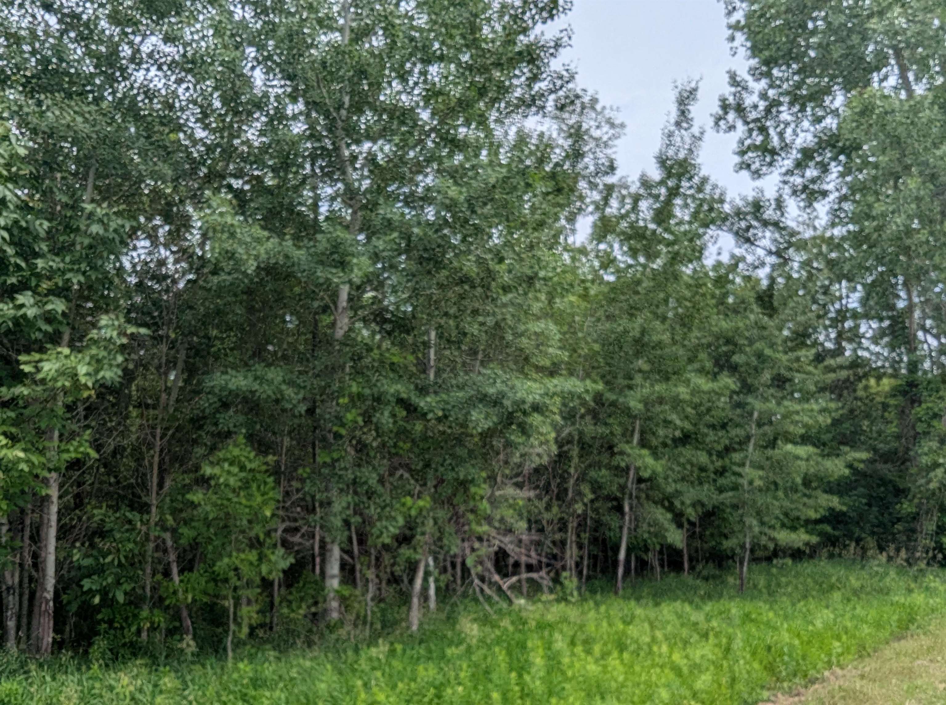 N/a Shenfield Road Turner, MI 48765 - Photo 11 of 15 1947337-645d00b3-54e7-4e1a-829b-e83eadd9860e.JPG