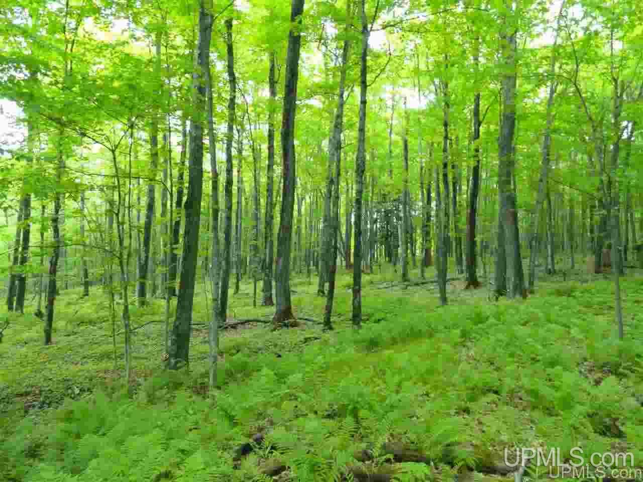 80-acres Dog Patch Road Lanse, MI 49946 - Photo 22 of 50 Gallery Image 22