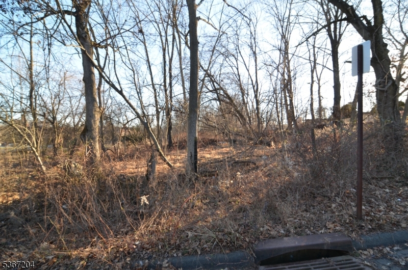 12 Corcoran Street Flemington, NJ 08822 - Photo 3 of 3 a view of forest