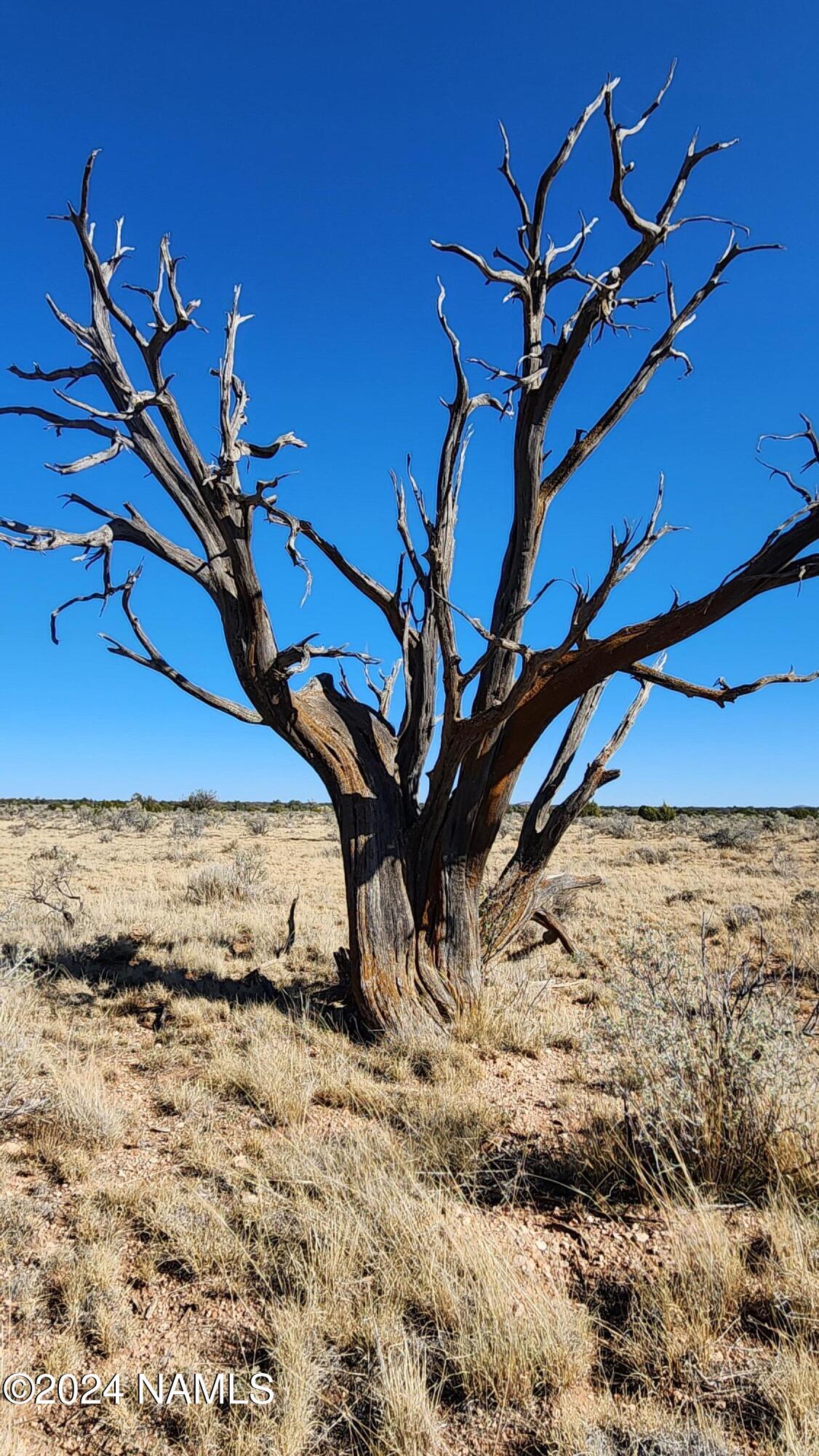 3433 Red Butte Road Williams, AZ 86046 - Photo 18 of 22 a view of a tree with an outdoor space
