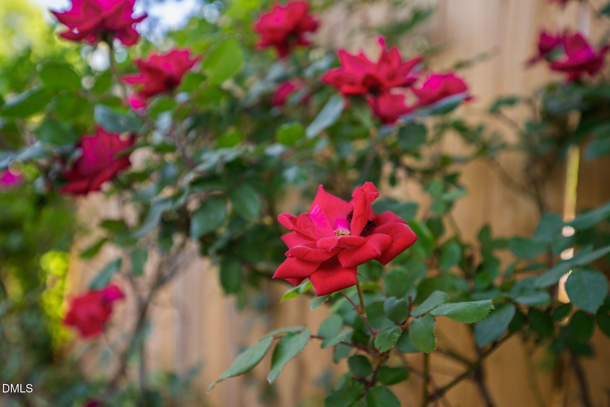 920 Laura Duncan Road Apex, NC 27502 - Photo 58 of 67 30_DSC_5065