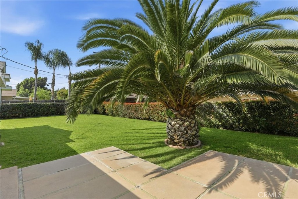 5239 Coventry Drive Riverside, CA 92506 - Photo 40 of 43 Gorgeous palm tree