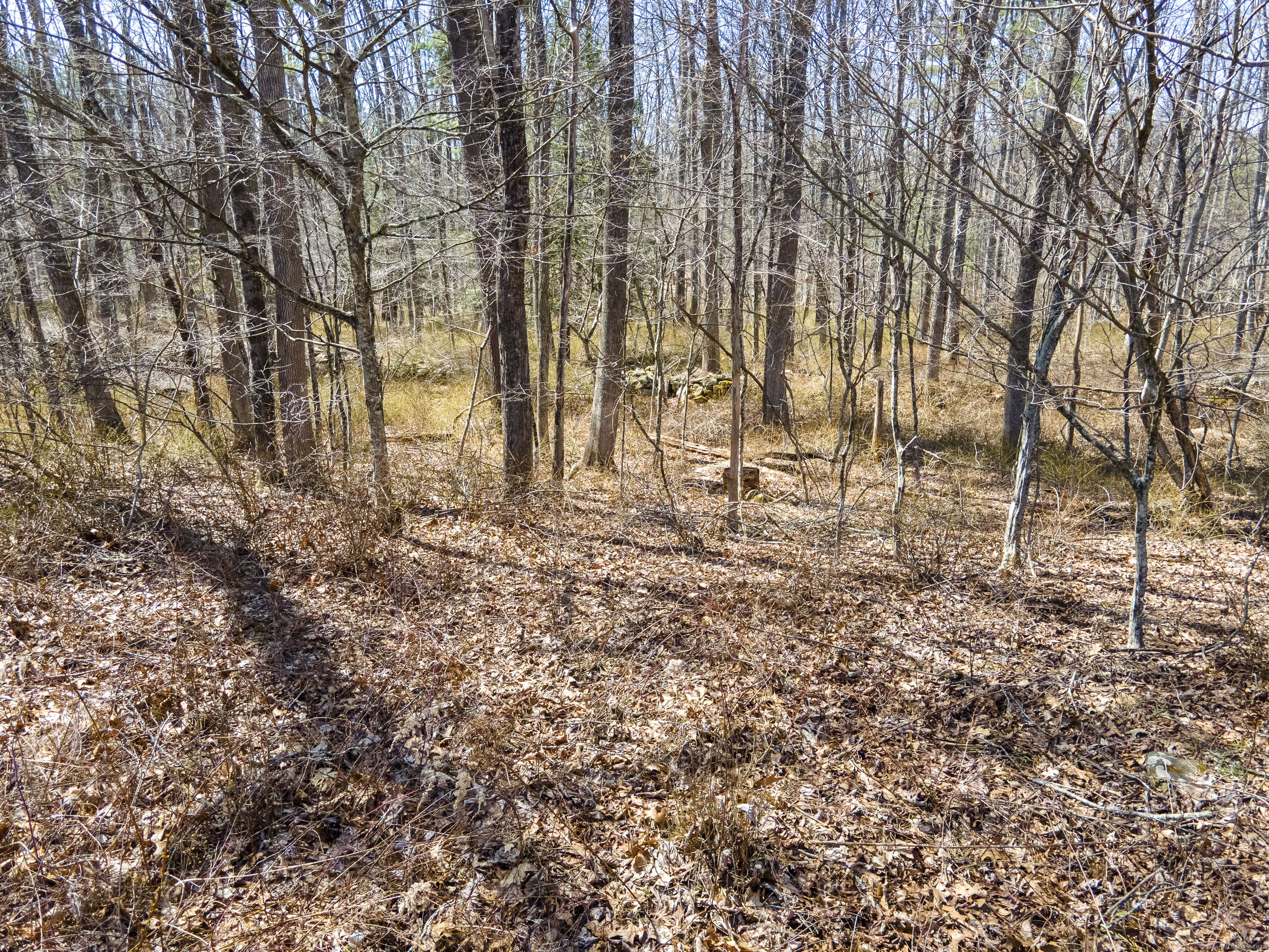 36 Olde Meadow Road Woodstock, CT 06281 - Photo 14 of 19 a view of a yard with a trees