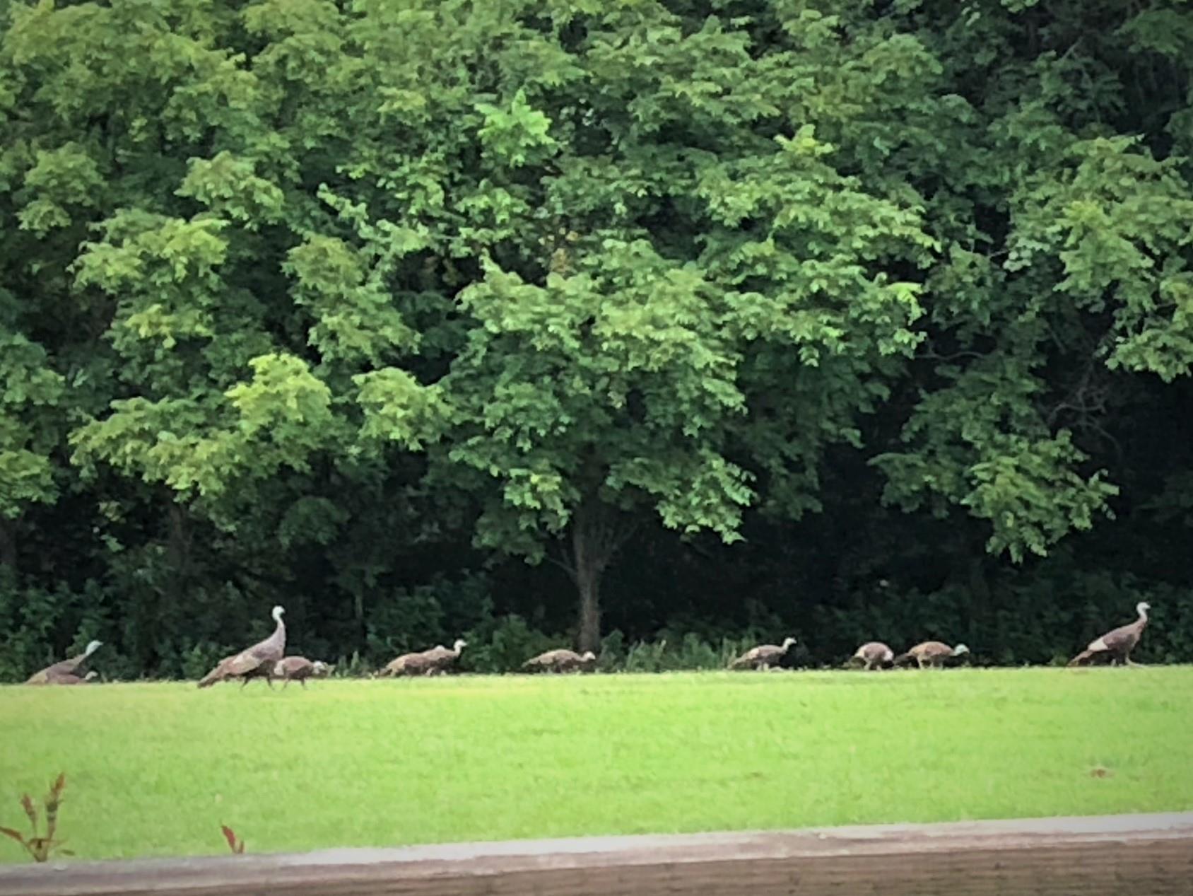 9576 Mullens Road Arrington, TN 37014 - Photo 26 of 26 a view of a field with a trees