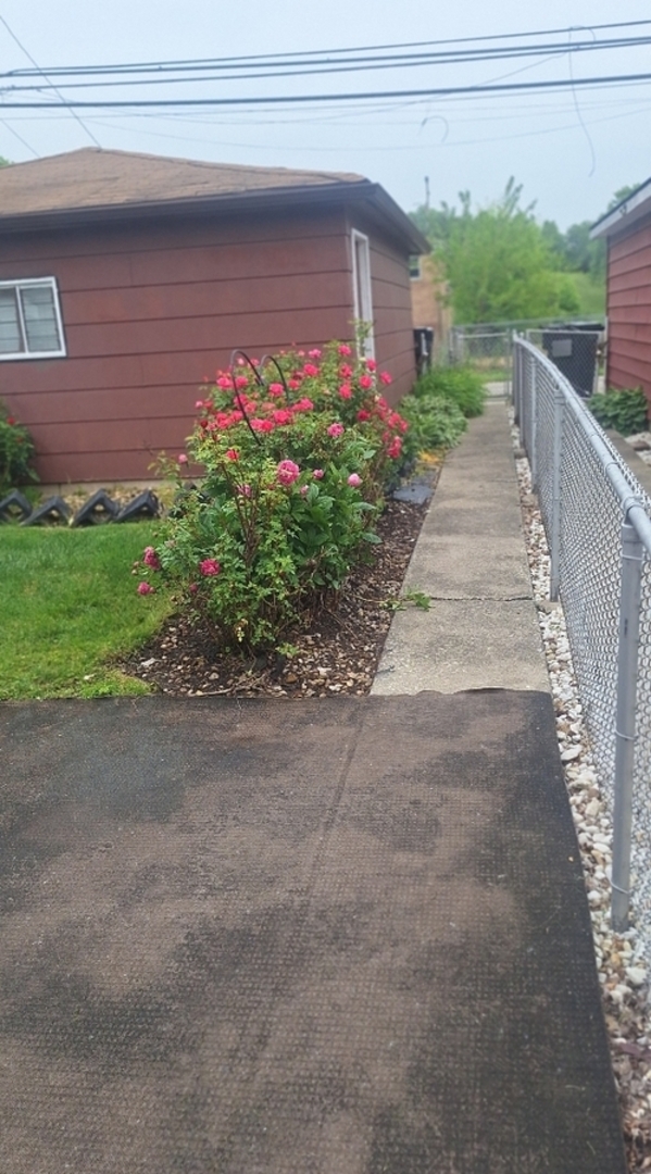 9351 South Normal Avenue Chicago, IL 60620 - Photo 14 of 14 a couple of flower plants in front of house