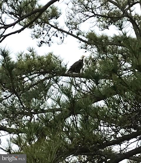 5209 Frances Road Marion Station, MD 21838 - Photo 33 of 40 The mighty eagle