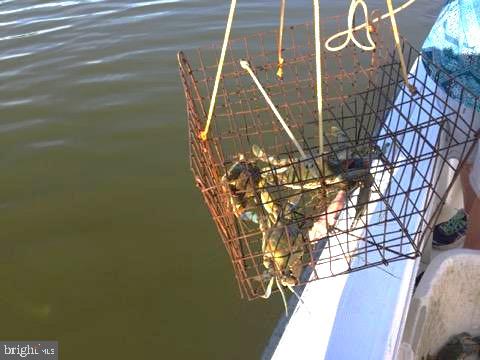 5209 Frances Road Marion Station, MD 21838 - Photo 39 of 40 Plentiful crabs... right off your own pier!