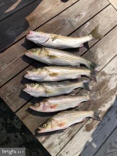 5209 Frances Road Marion Station, MD 21838 - Photo 40 of 40 Great fishing!