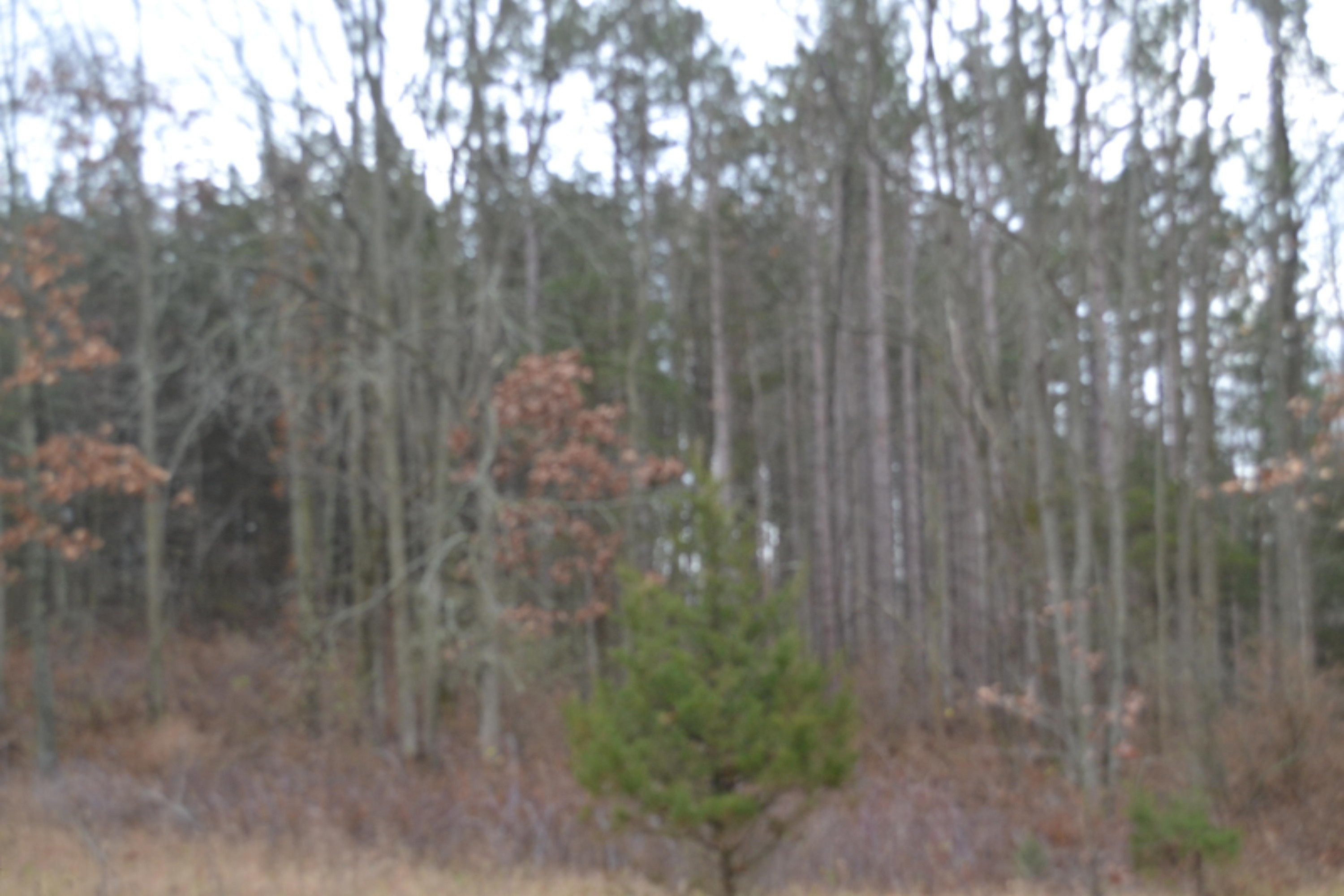 South Ionia Road Bellevue, MI 49021 - Photo 5 of 14 DSC_0451