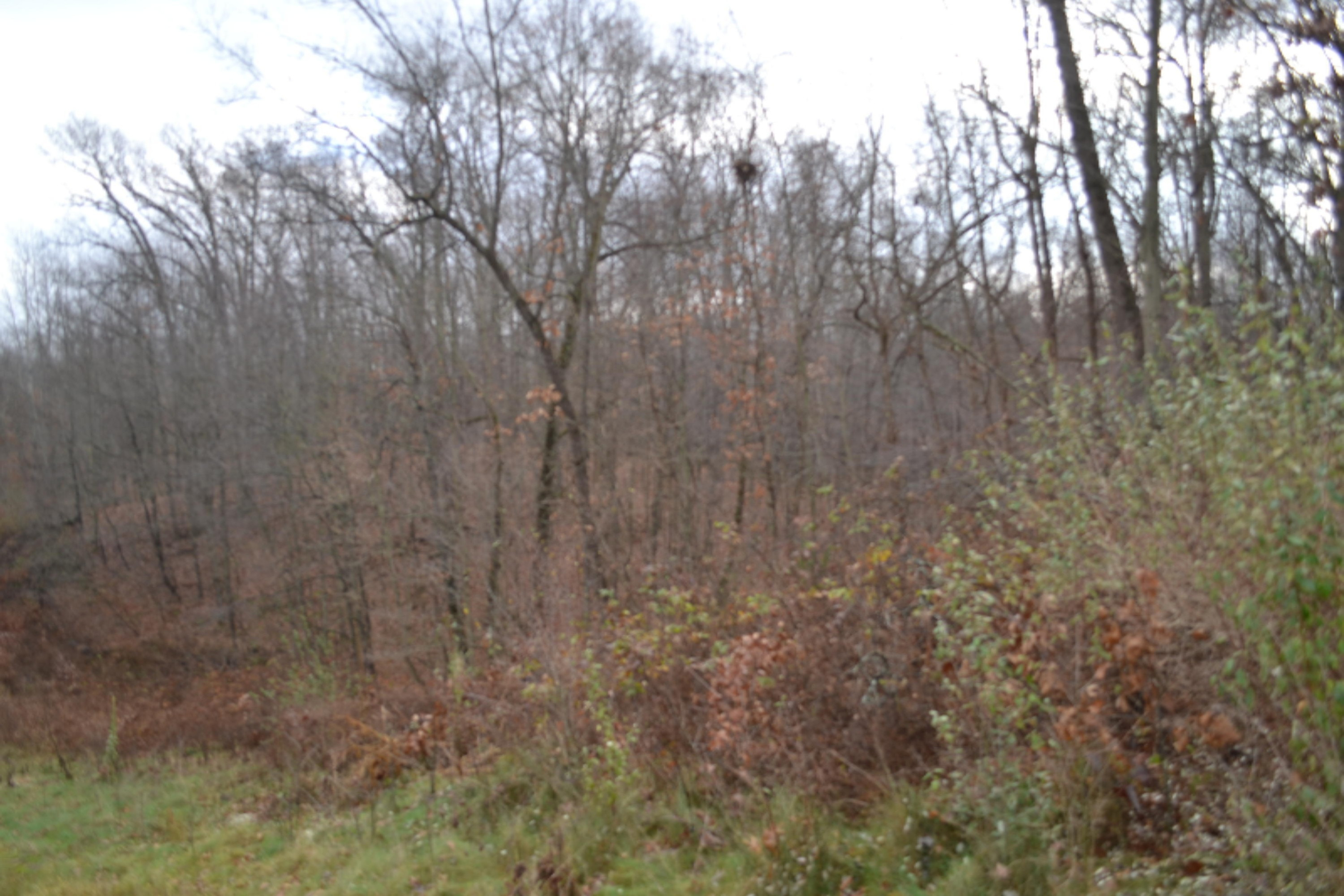 South Ionia Road Bellevue, MI 49021 - Photo 10 of 14 DSC_0466
