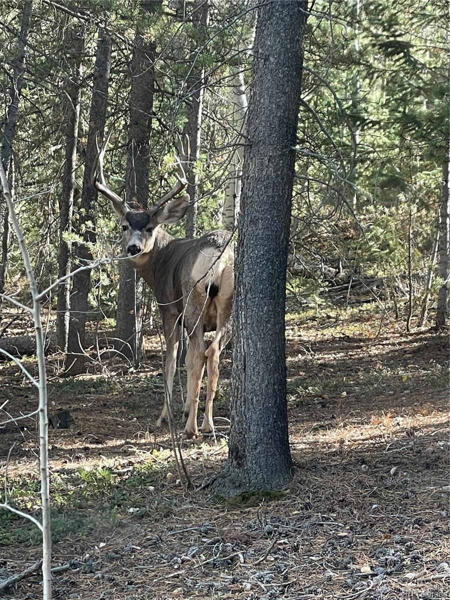 4316 Smith Hill Road Black Hawk, CO 80422 - Photo 46 of 48 a view of a tree in the yard