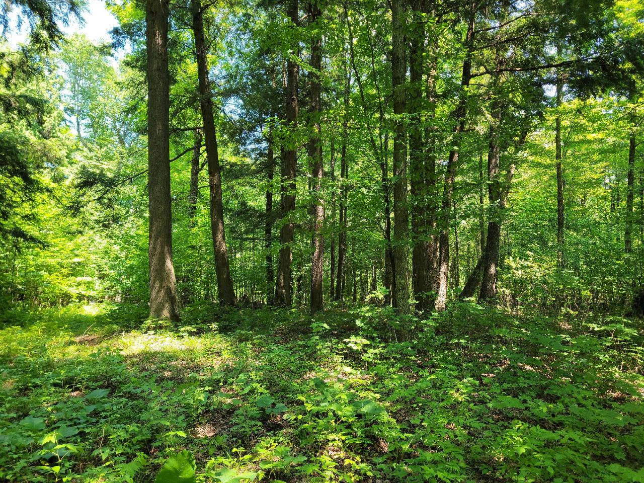 Lot 2 Many Rock Road Mercer, WI 54547 - Photo 6 of 7 Gallery Image 6