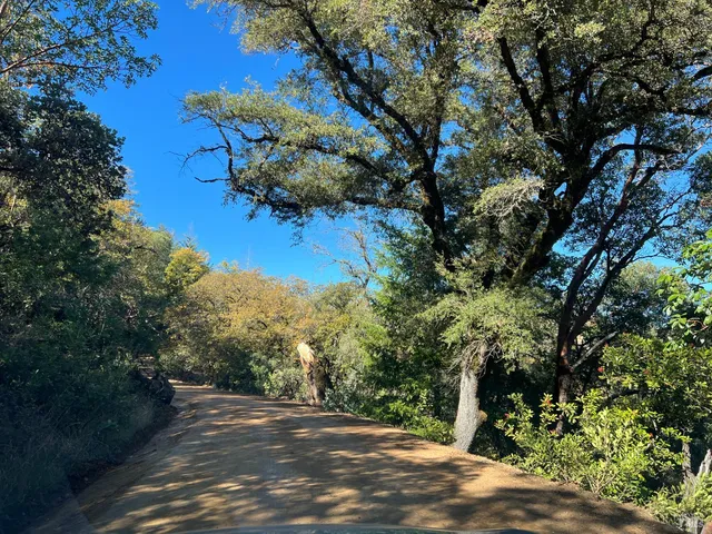 a view of a tree in a yard with a tree