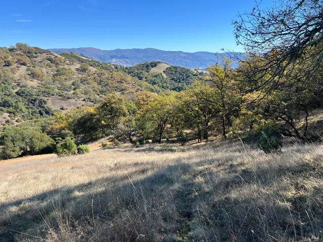a view of a yard with a tree
