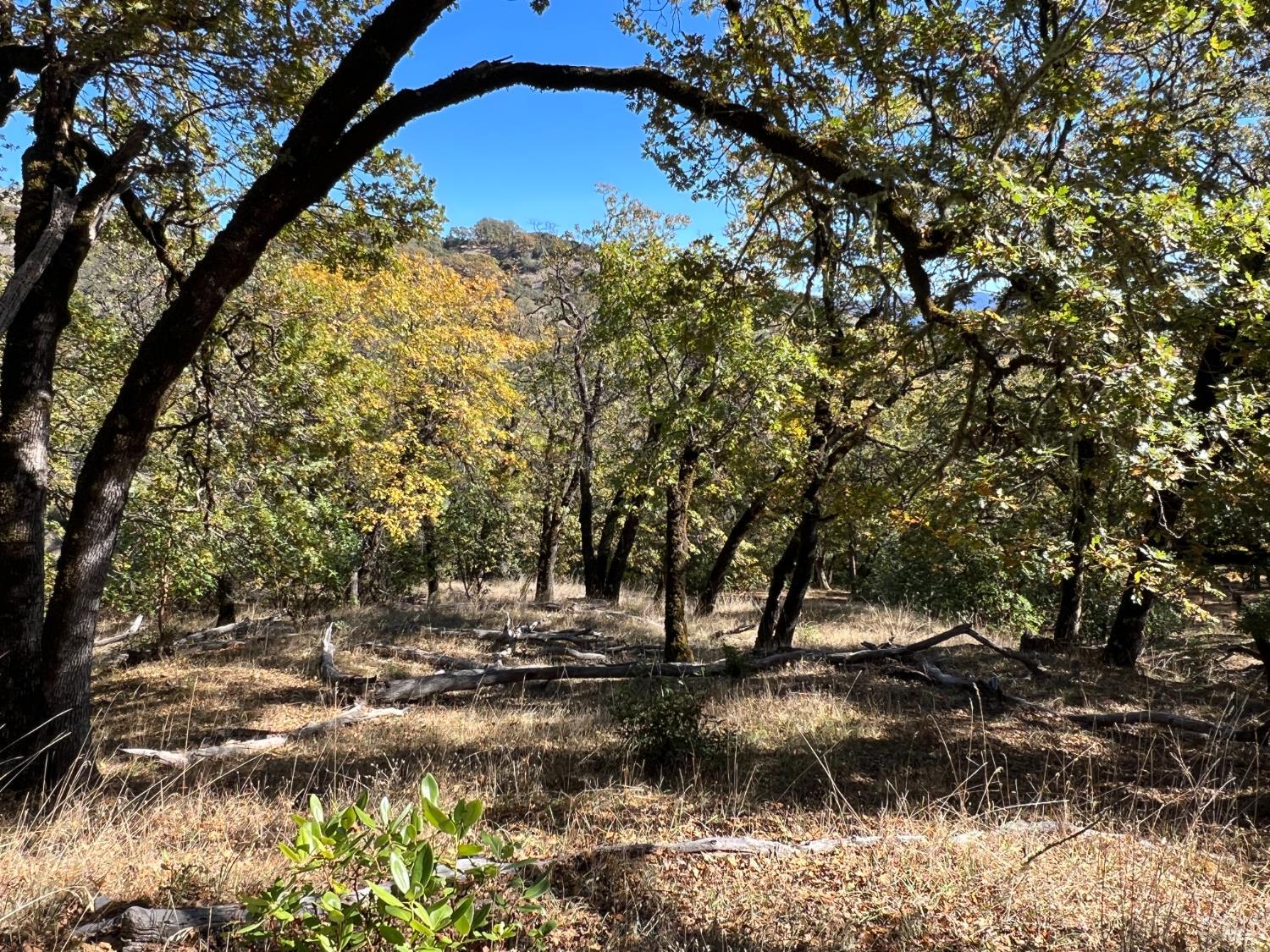 5290 Butler Ranch Road Ukiah, CA 95482 - Photo 2 of 16 a view of tree