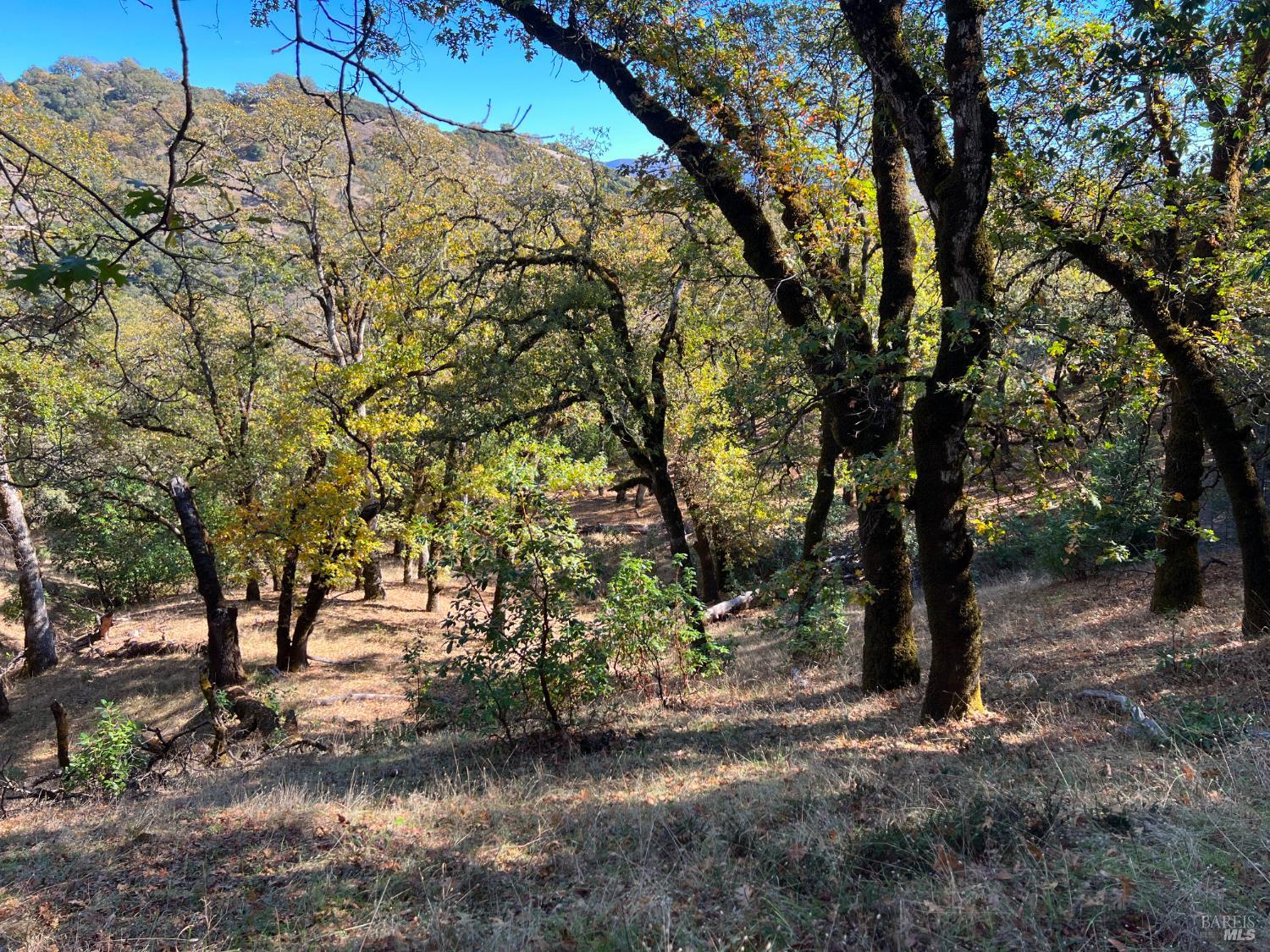 5290 Butler Ranch Road Ukiah, CA 95482 - Photo 3 of 16 a view of a forest filled with trees