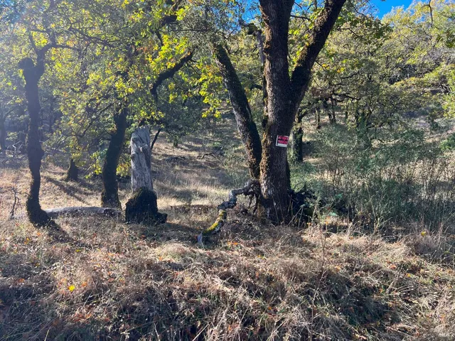 a view of a forest filled with trees