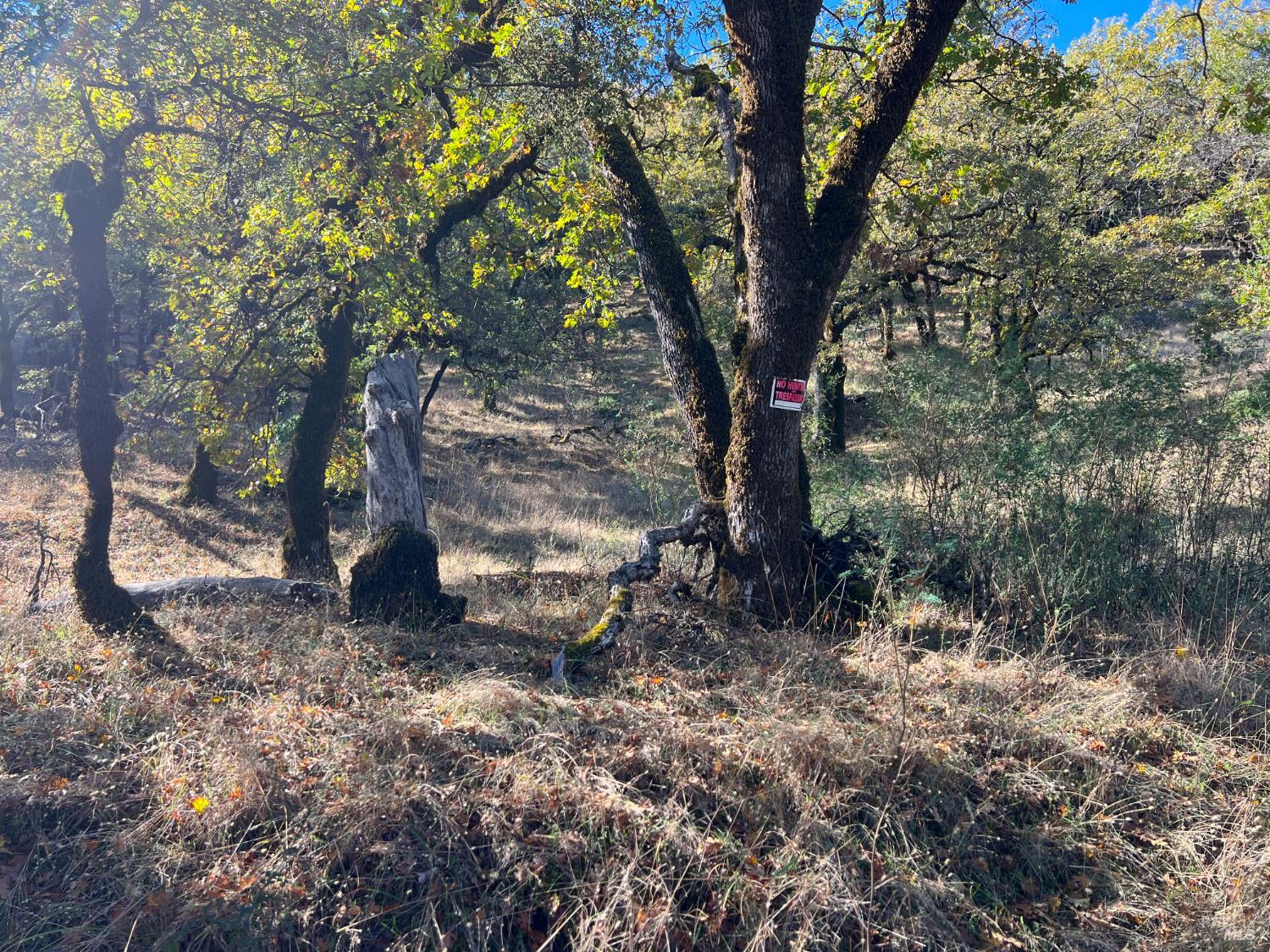 5290 Butler Ranch Road Ukiah, CA 95482 - Photo 5 of 16 a view of a forest filled with trees
