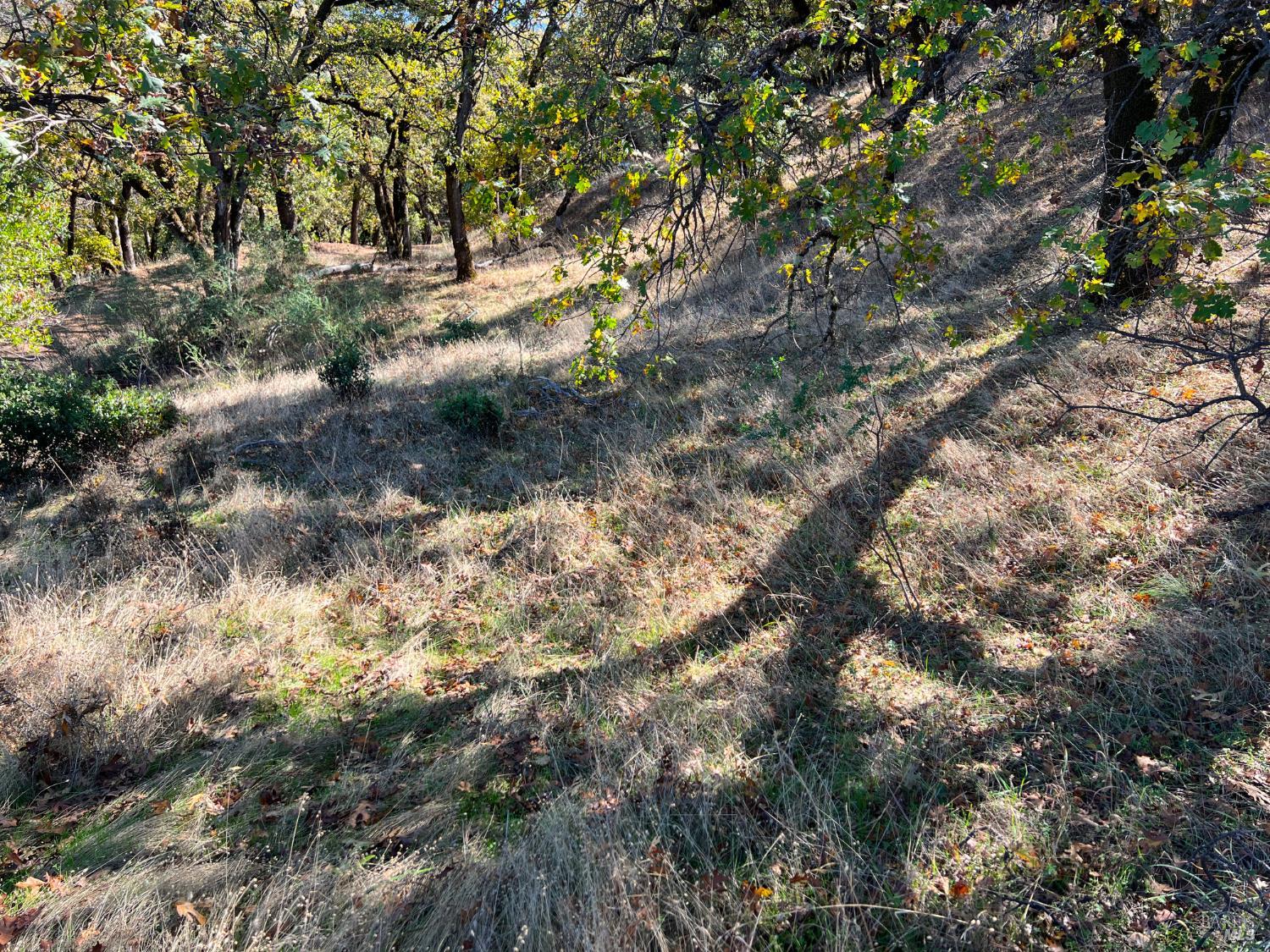 5290 Butler Ranch Road Ukiah, CA 95482 - Photo 9 of 16 a view of a yard with a tree