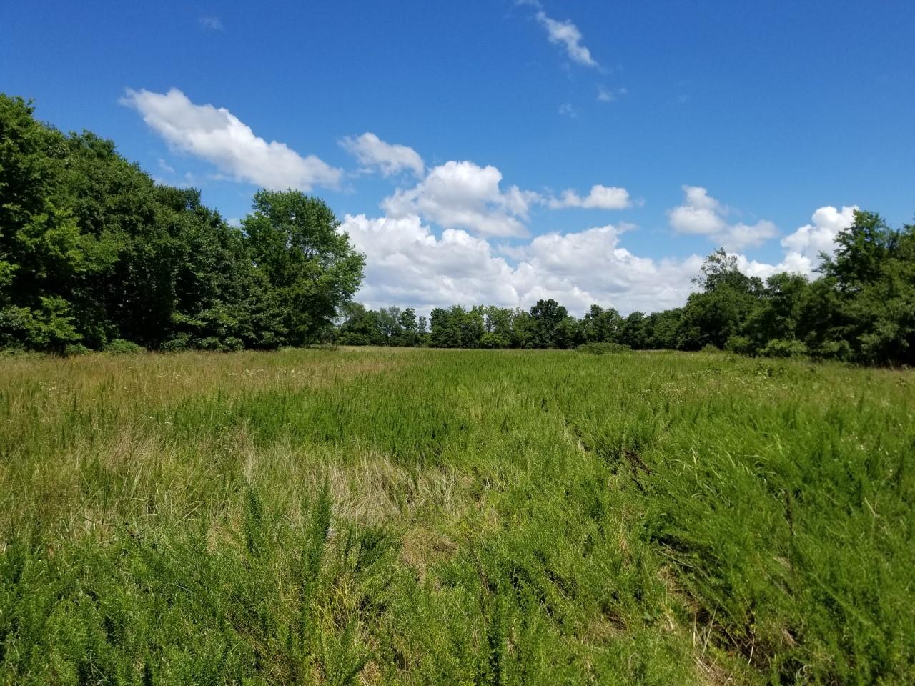 9.5 Acres Reindeer Road Granby, MO 64844 - Photo 1 of 1 Reindeer lane pasture 3