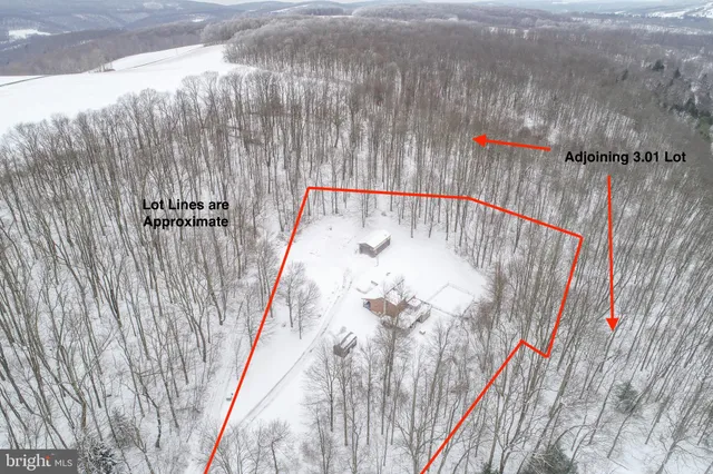 a close up of a plant in a field