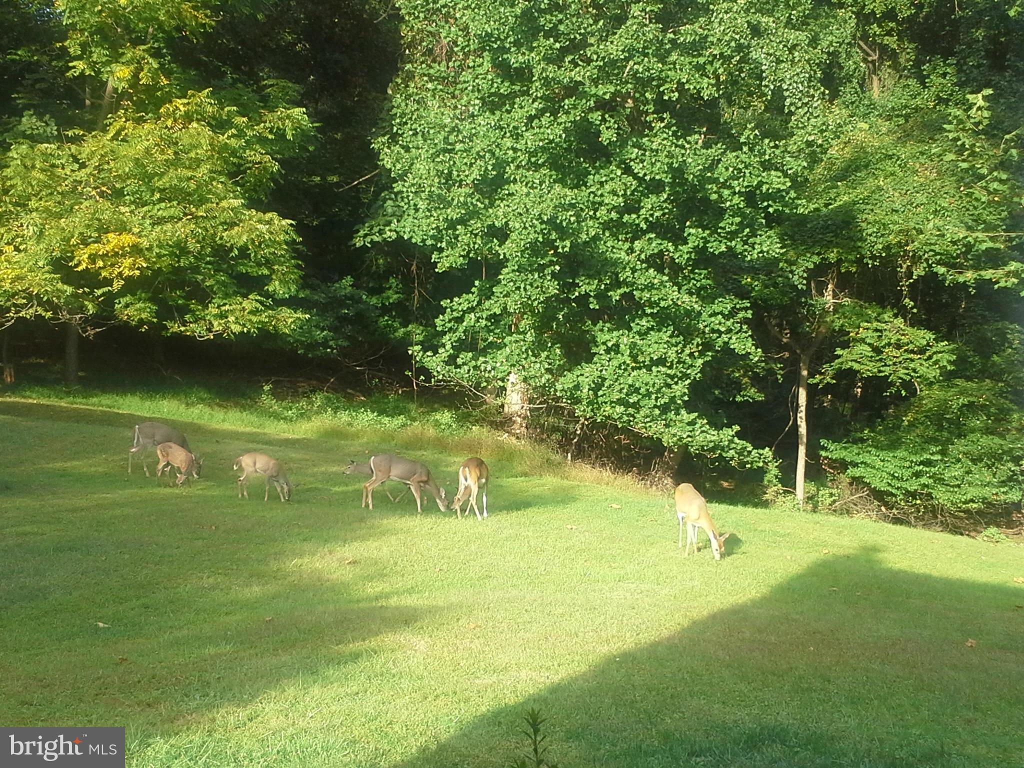 10815 Sandringham Road Cockeysville, MD 21030 - Photo 29 of 30 Frolicking Deer