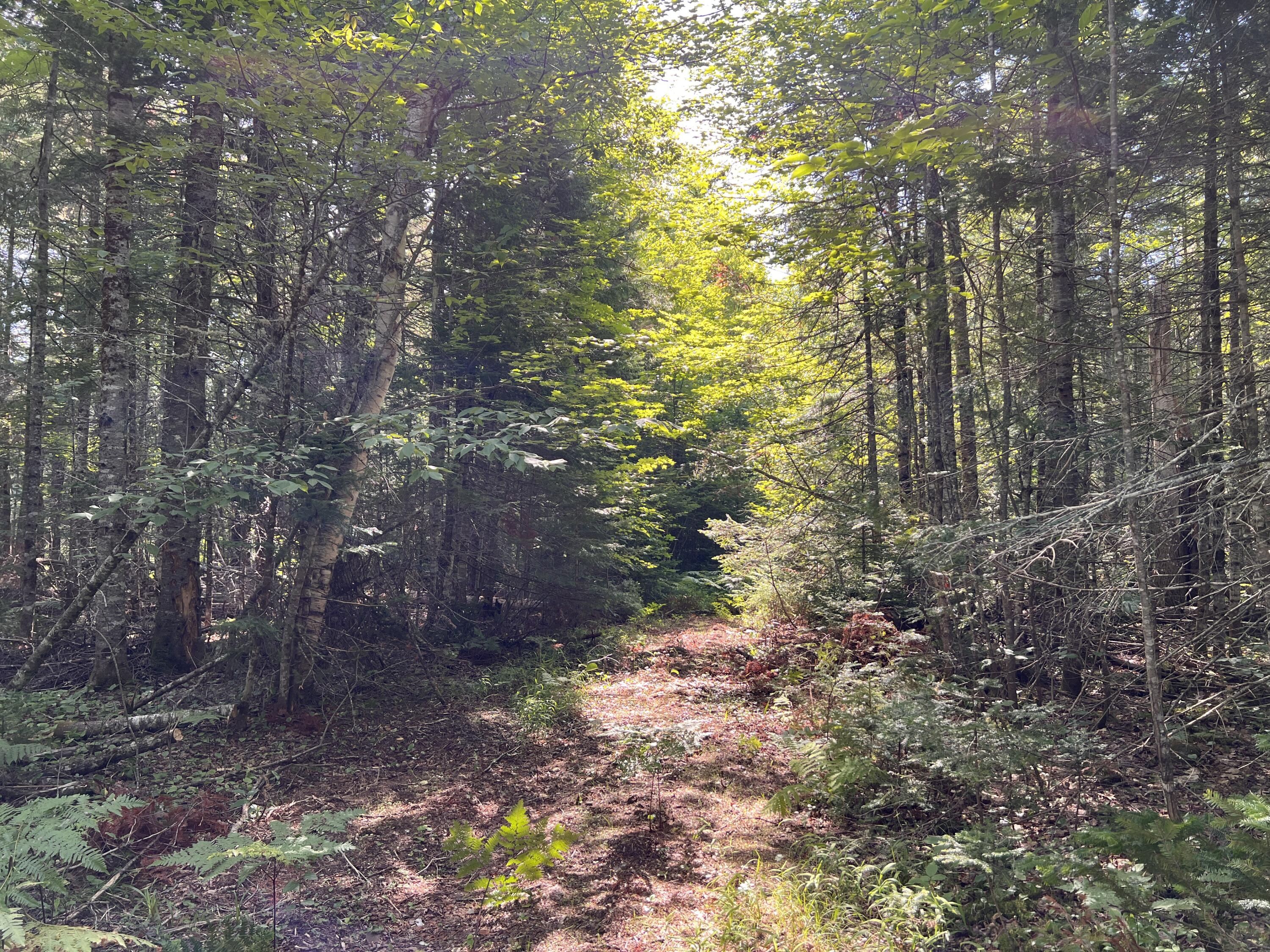 Lot 6-8 Franklin Realty Road Wytopitlock, ME 04497 - Photo 15 of 23 IMG_4484