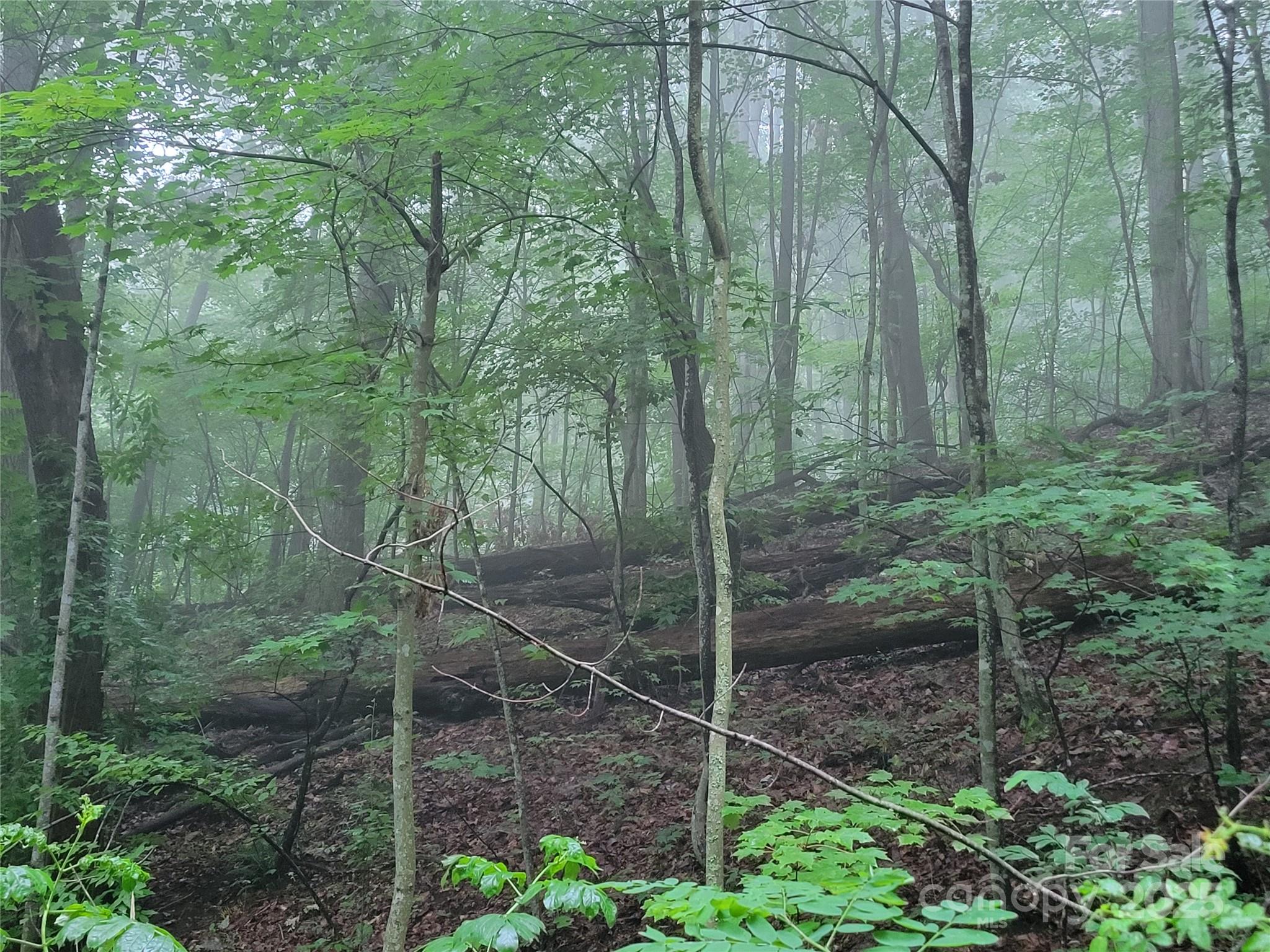 2100 Chambers Mountain Road Clyde, NC 28721 - Photo 11 of 22 a view of a forest