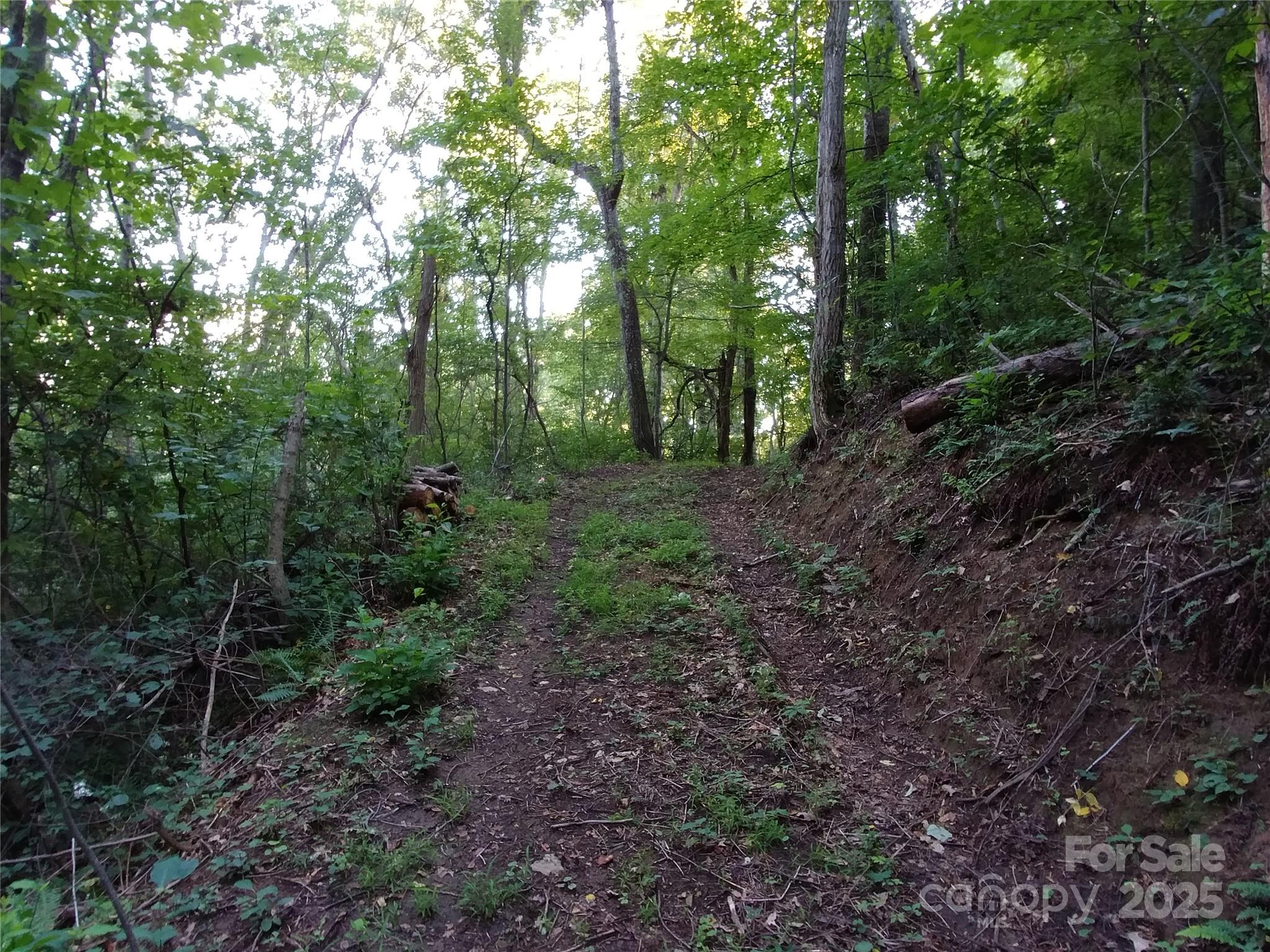 2100 Chambers Mountain Road Clyde, NC 28721 - Photo 12 of 22 a big yard with lots of green space and deers