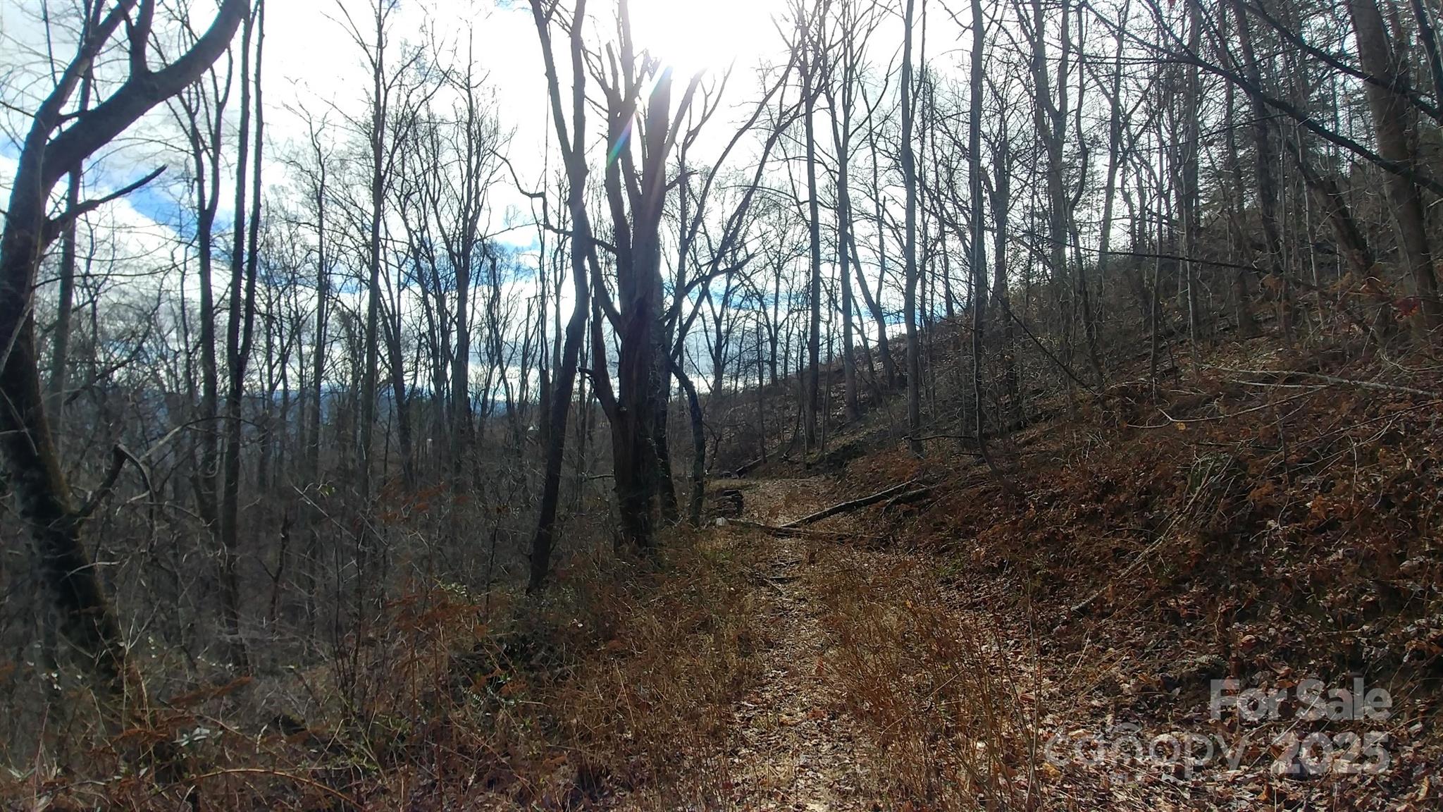 2100 Chambers Mountain Road Clyde, NC 28721 - Photo 15 of 22 a view of forest