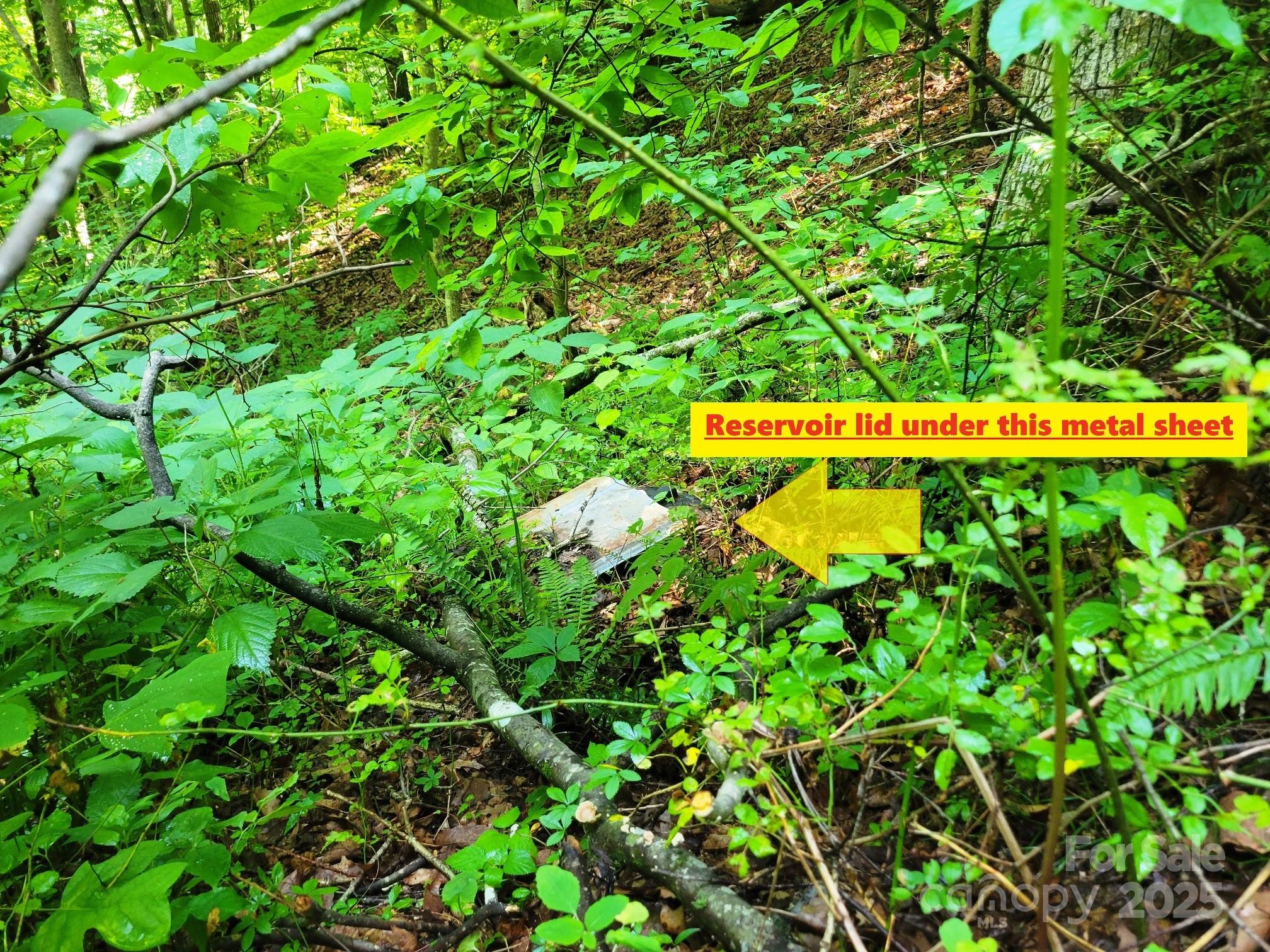 2100 Chambers Mountain Road Clyde, NC 28721 - Photo 21 of 22 a view of a bunch of plants