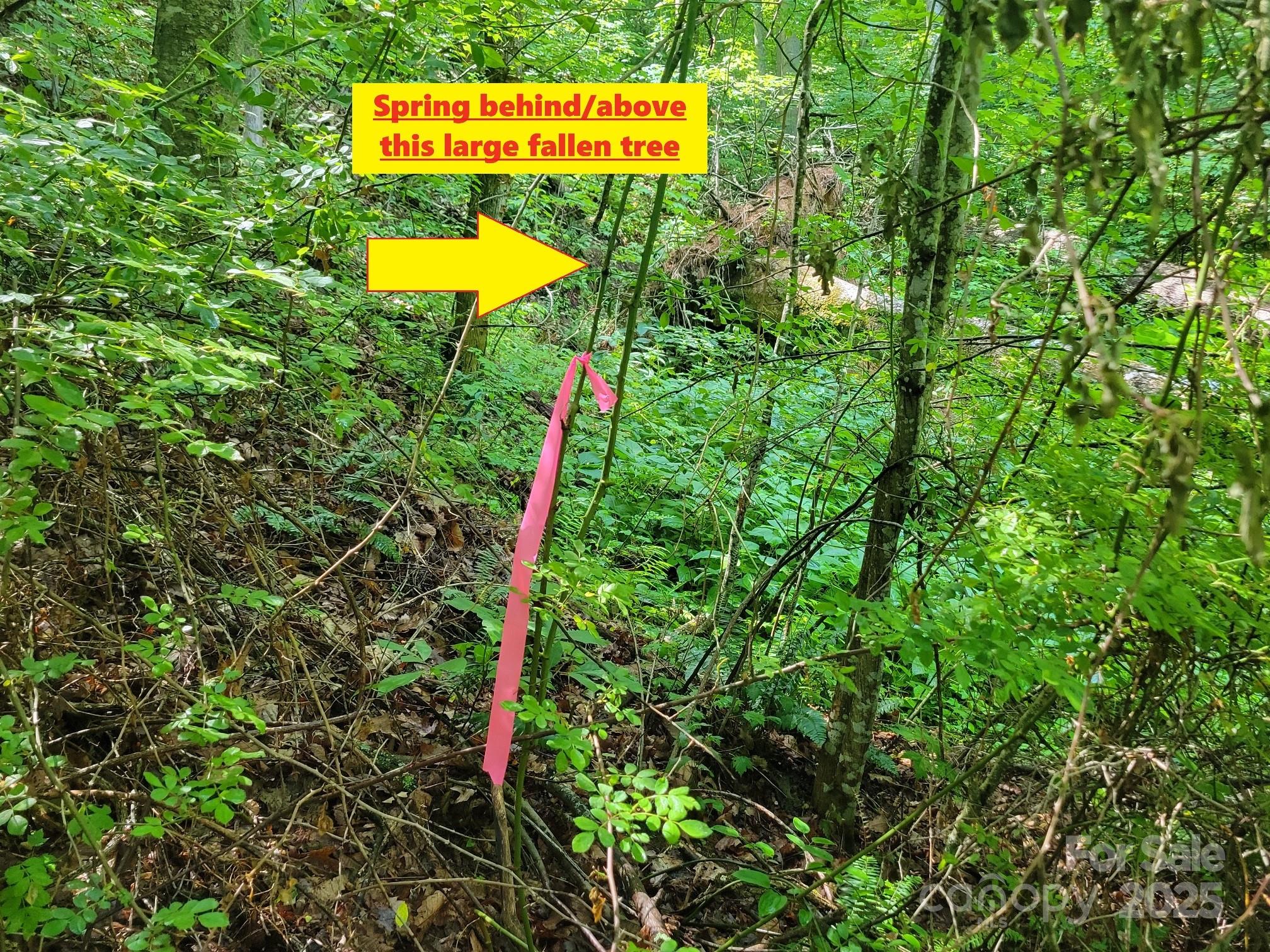 2100 Chambers Mountain Road Clyde, NC 28721 - Photo 22 of 22 a view of a back yard