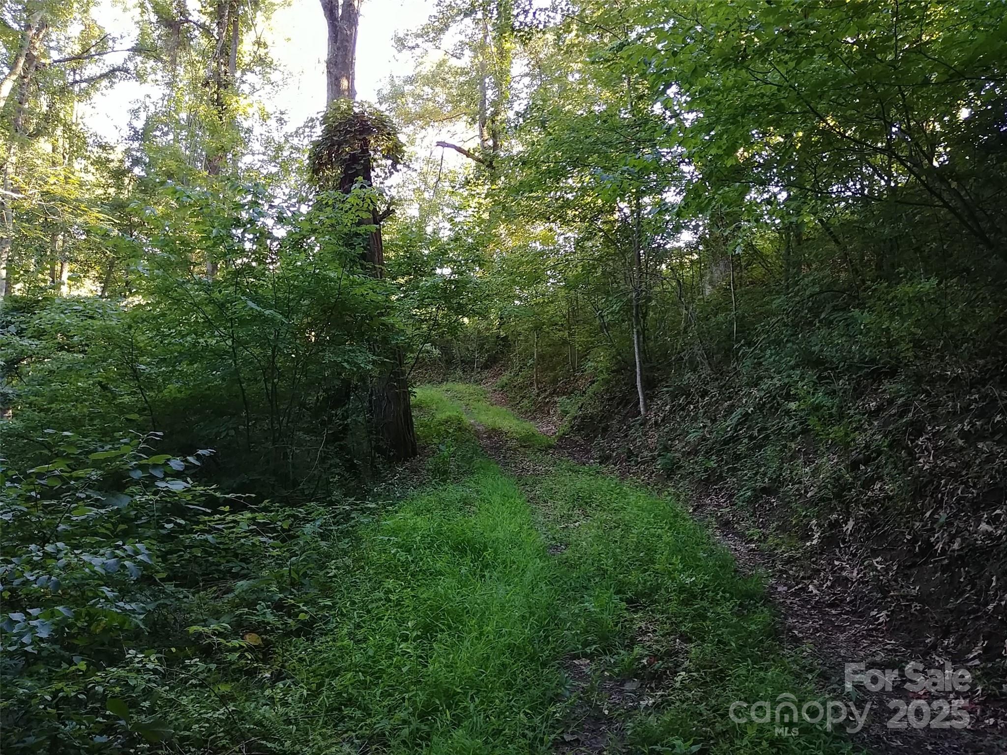 2100 Chambers Mountain Road Clyde, NC 28721 - Photo 3 of 22 a view of a forest with trees