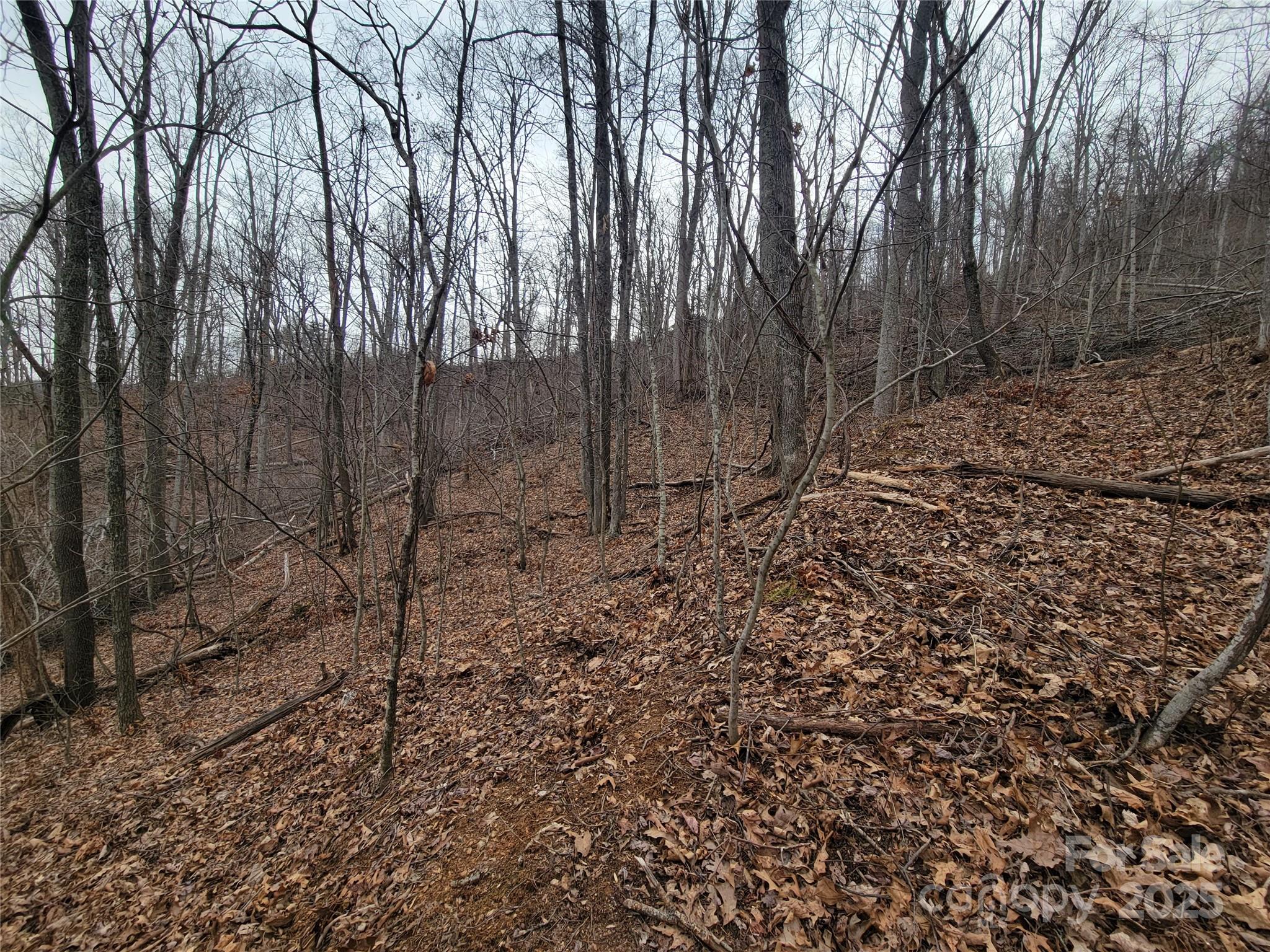 2100 Chambers Mountain Road Clyde, NC 28721 - Photo 10 of 22 a view of a forest that has large trees