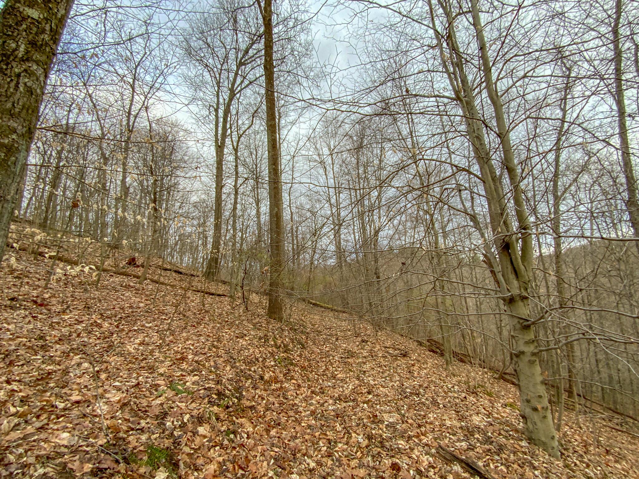 Lot 2 Fogle Road Caldwell, OH 43724 - Photo 9 of 23 IMG_5294