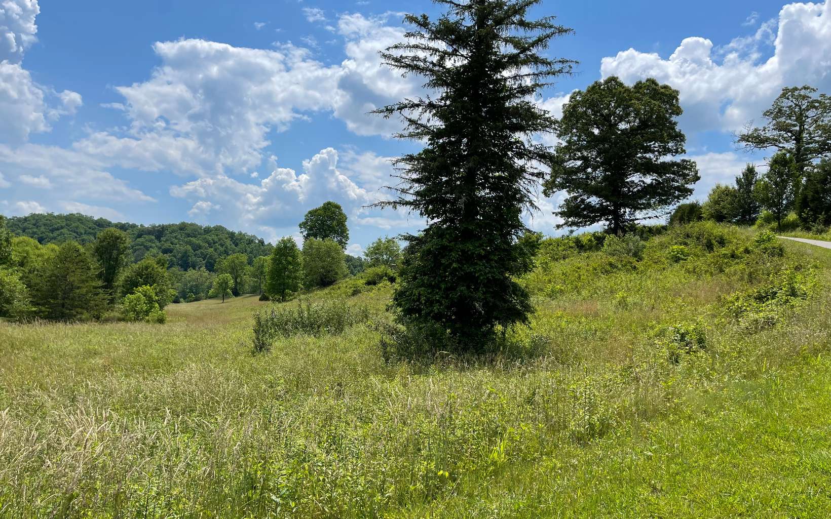 Lot 14 Saddle Ridge Warne, NC 28909 - Photo 20 of 28 Additional View