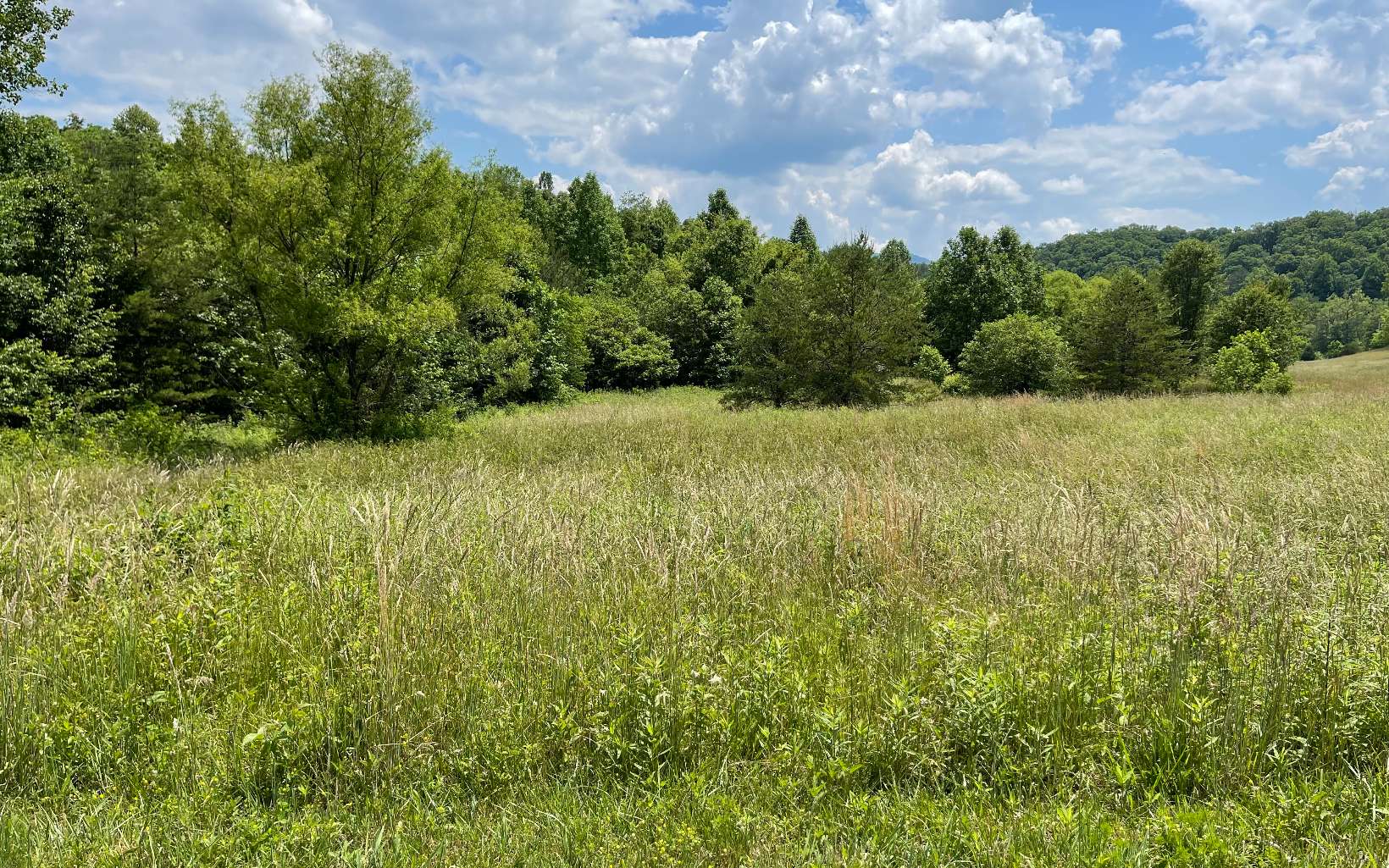 Lot 14 Saddle Ridge Warne, NC 28909 - Photo 5 of 28 Additional View